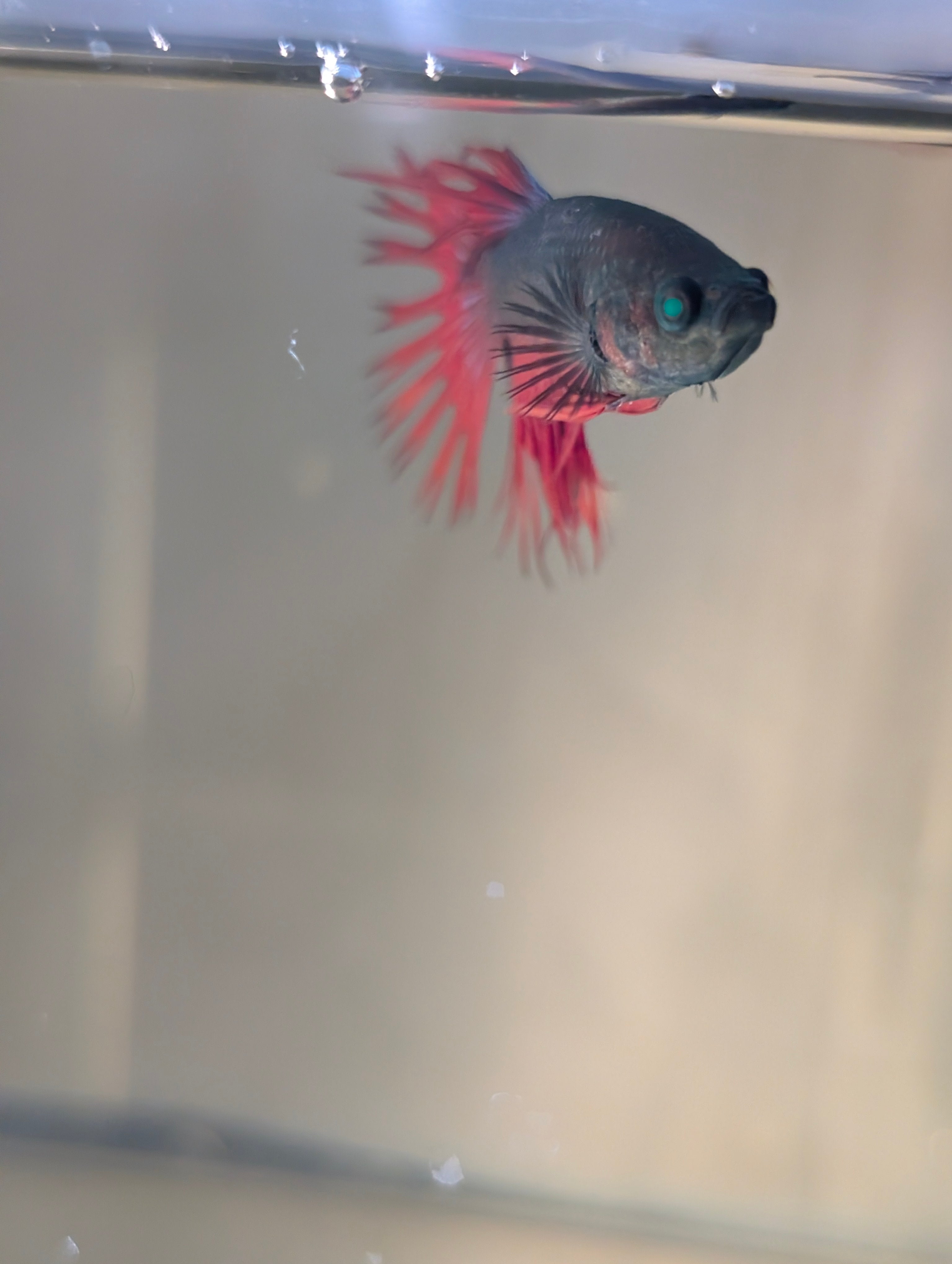 Crown Tail Green Hulk Betta Male M0008