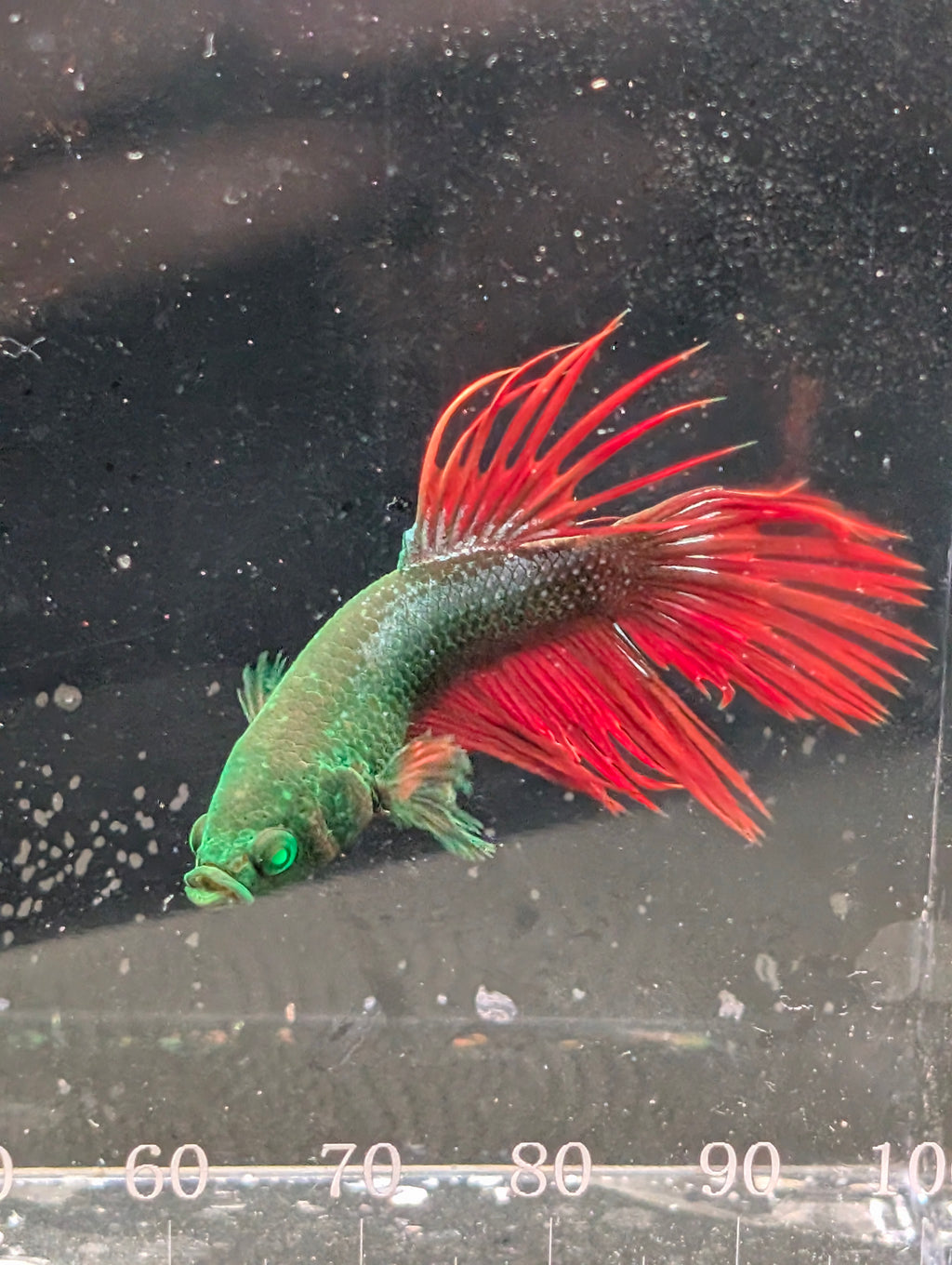 Crown Tail Green Hulk Betta Male M0009