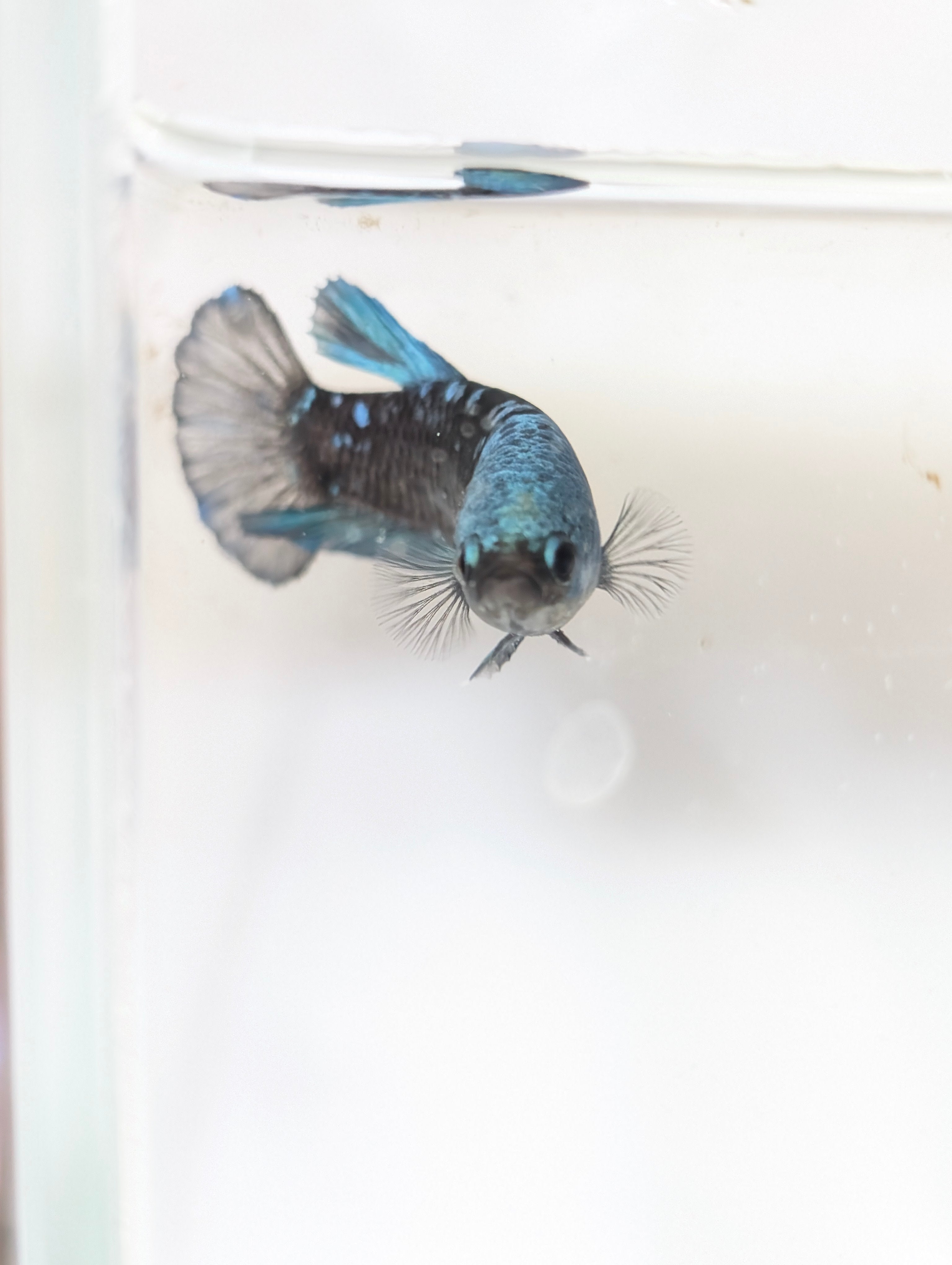 Female Halfmoon Plakat Avatar Betta F0015