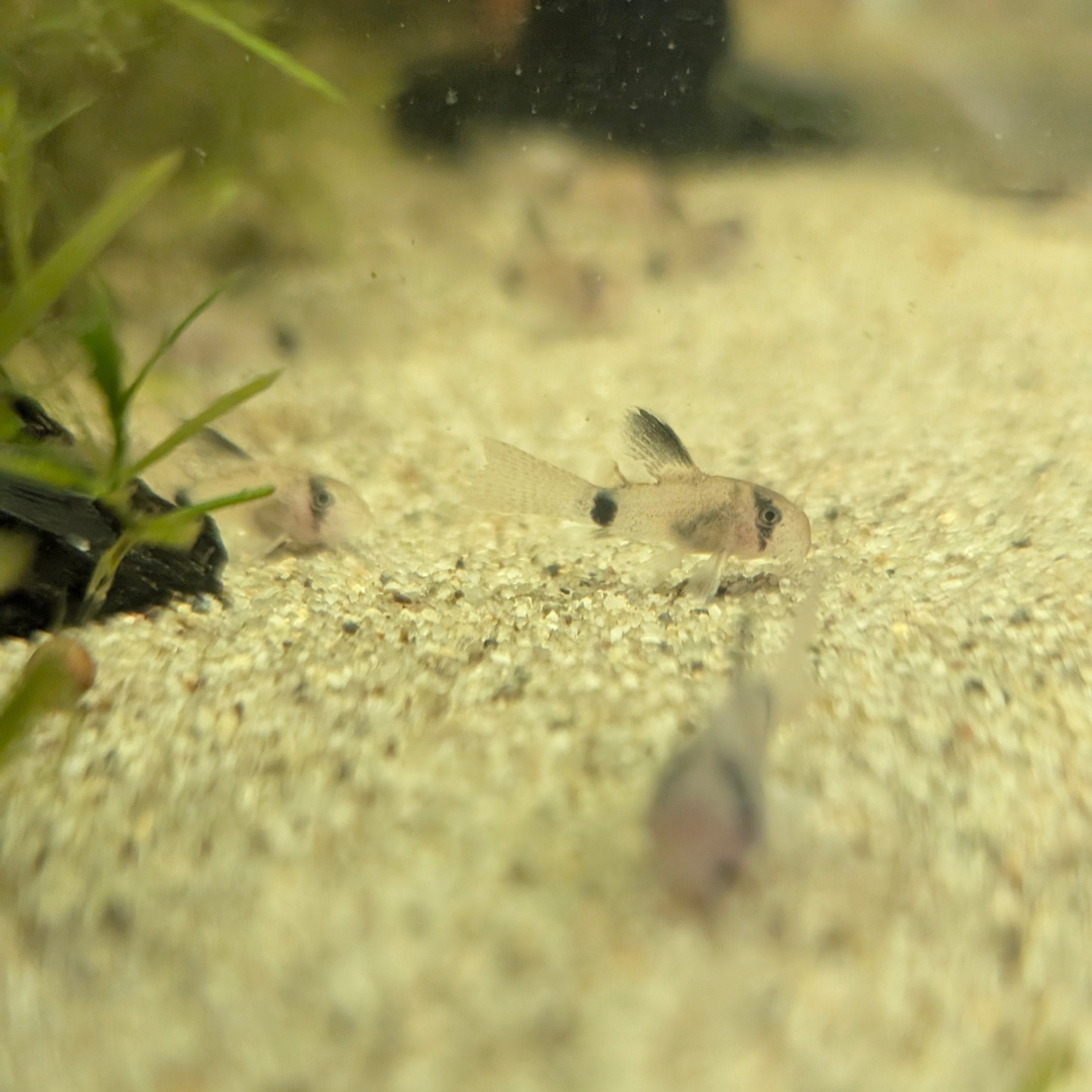 Panda Cory - Long Fin