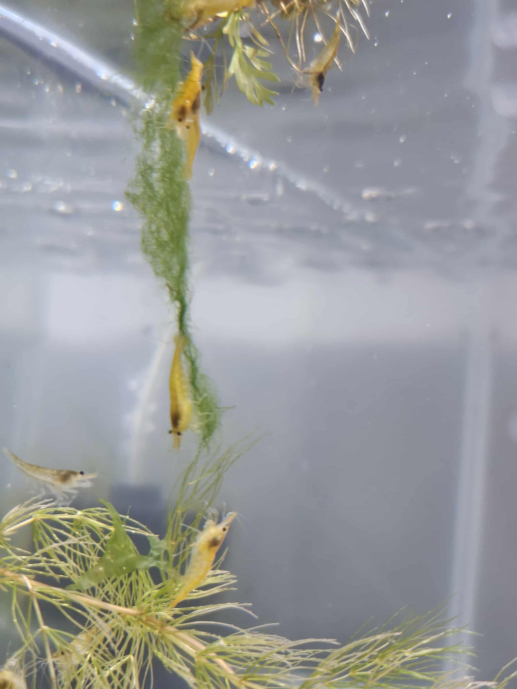 Skittles Mix (Culls)