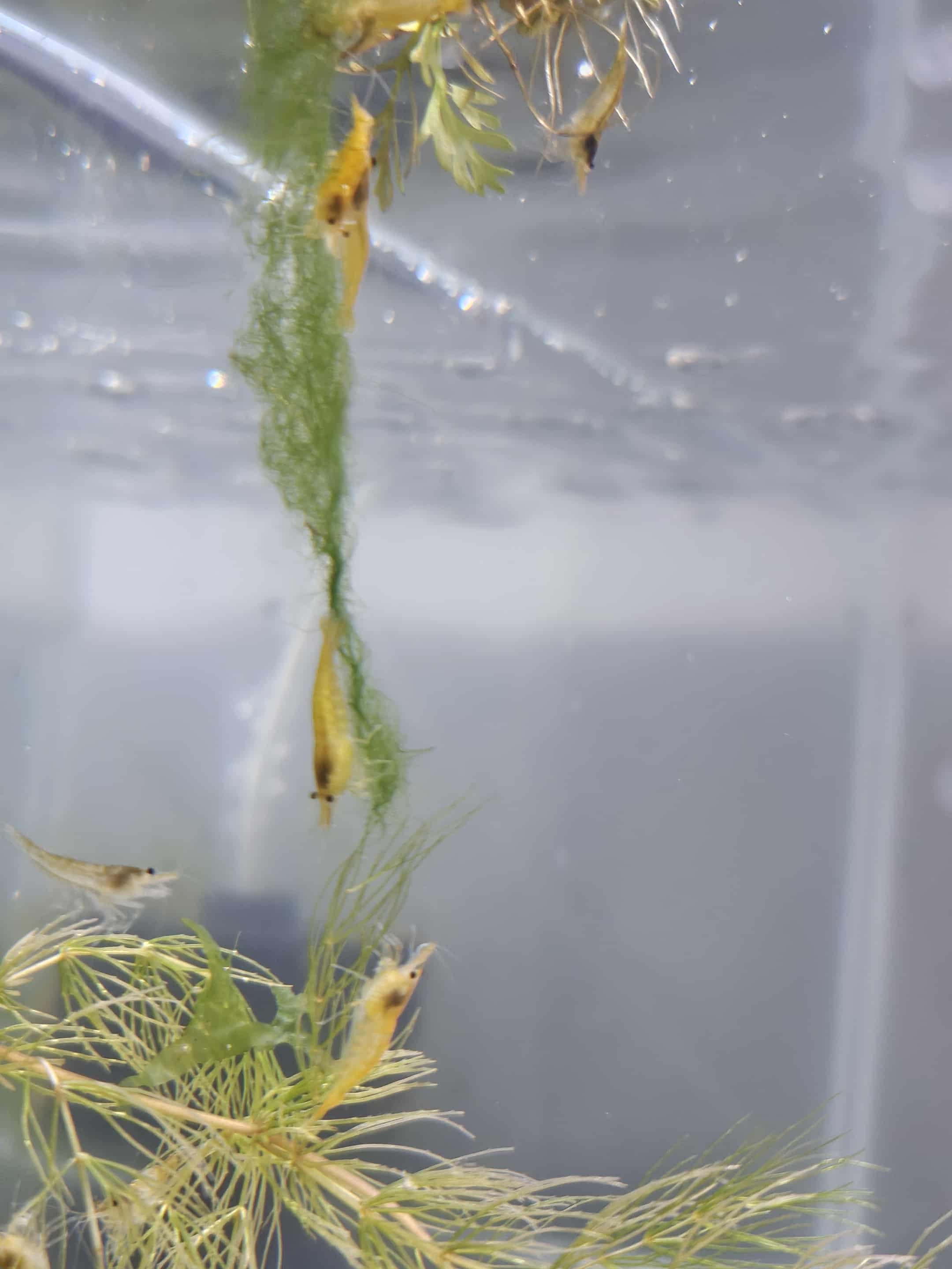 Skittles Mix (Culls)