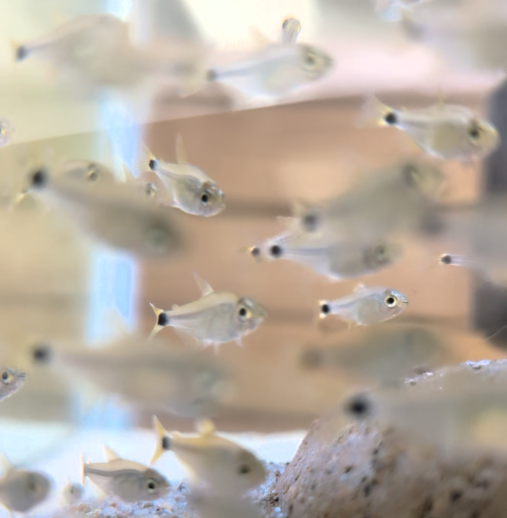 Raccoon Tetra