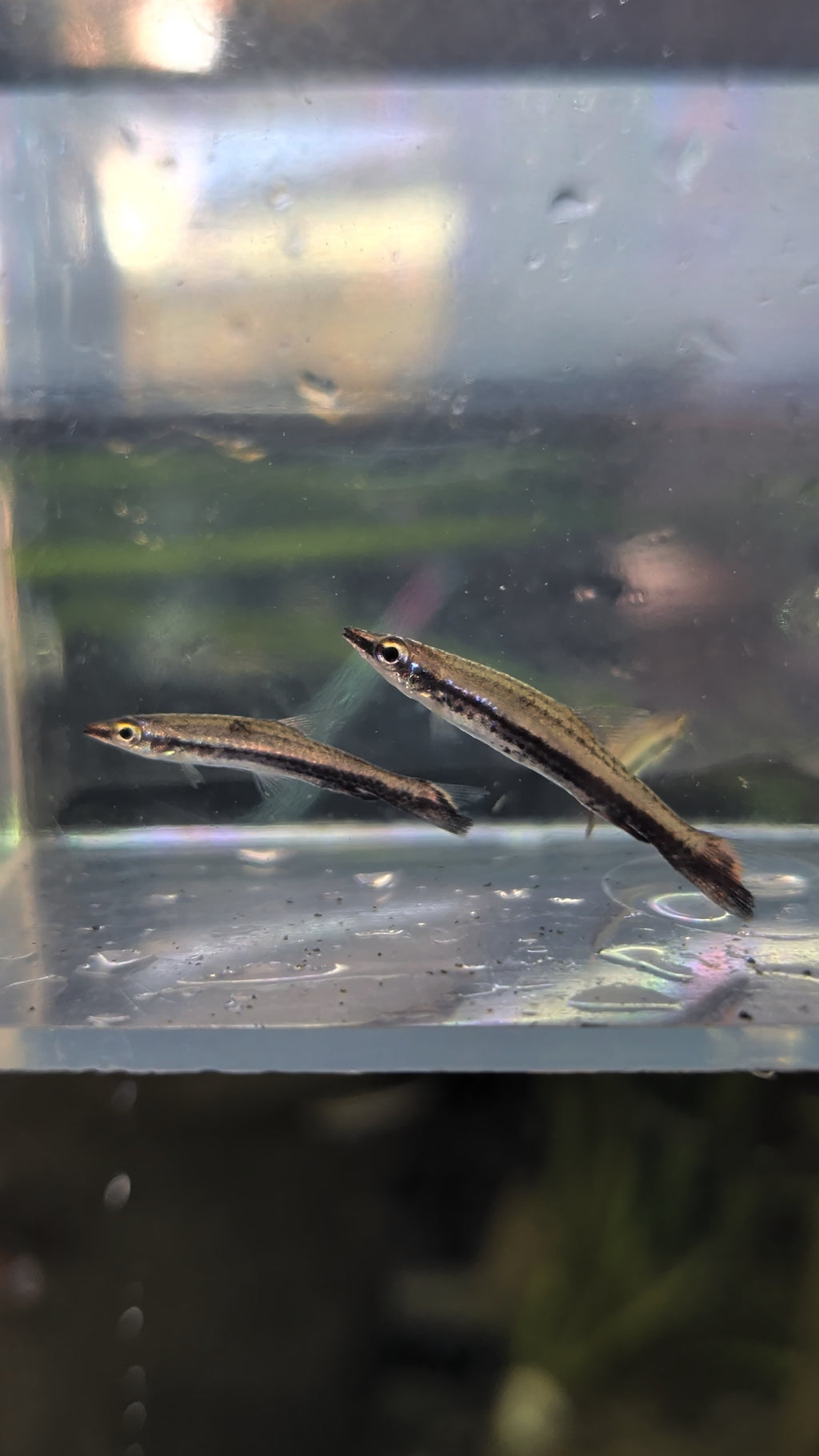 Diptail Hockeystick Pencilfish Nannostomus Eques