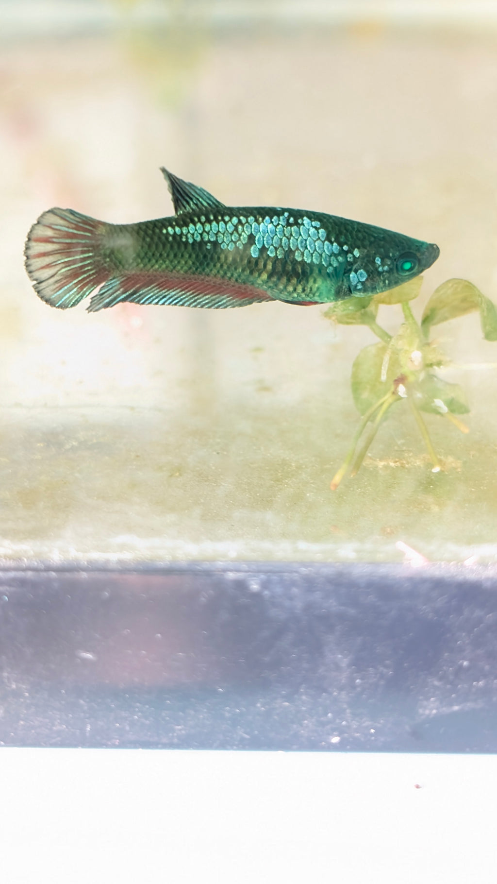 Plakat Green Eye Hulk Female F0013