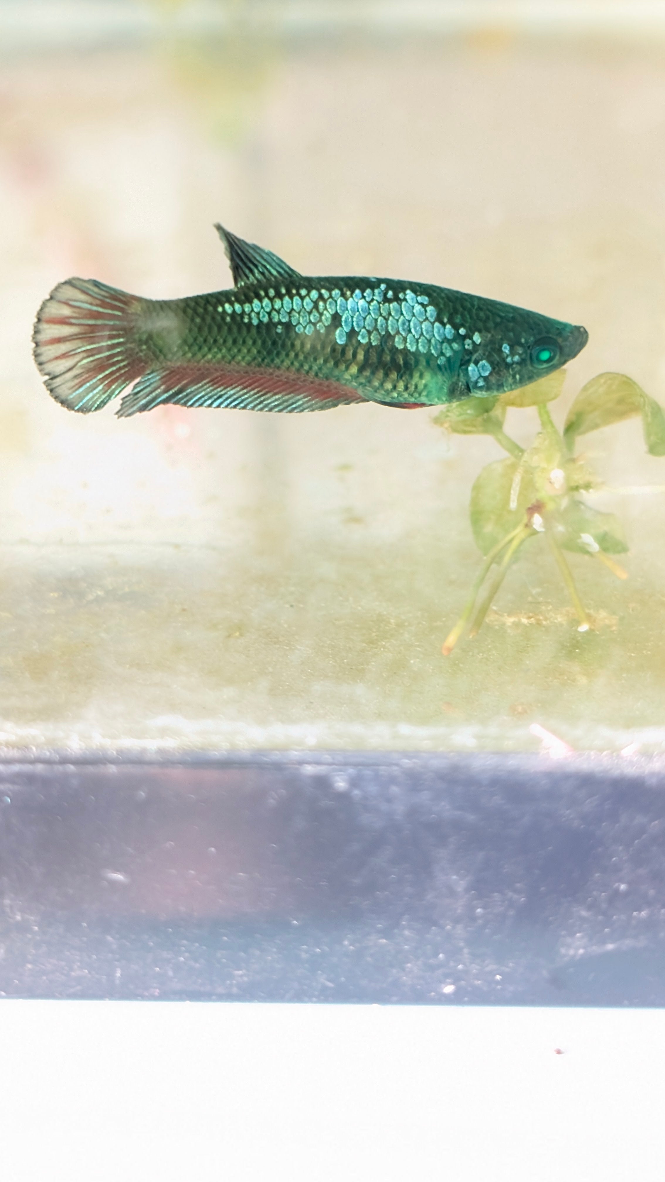 Plakat Green Eye Hulk Female F0013