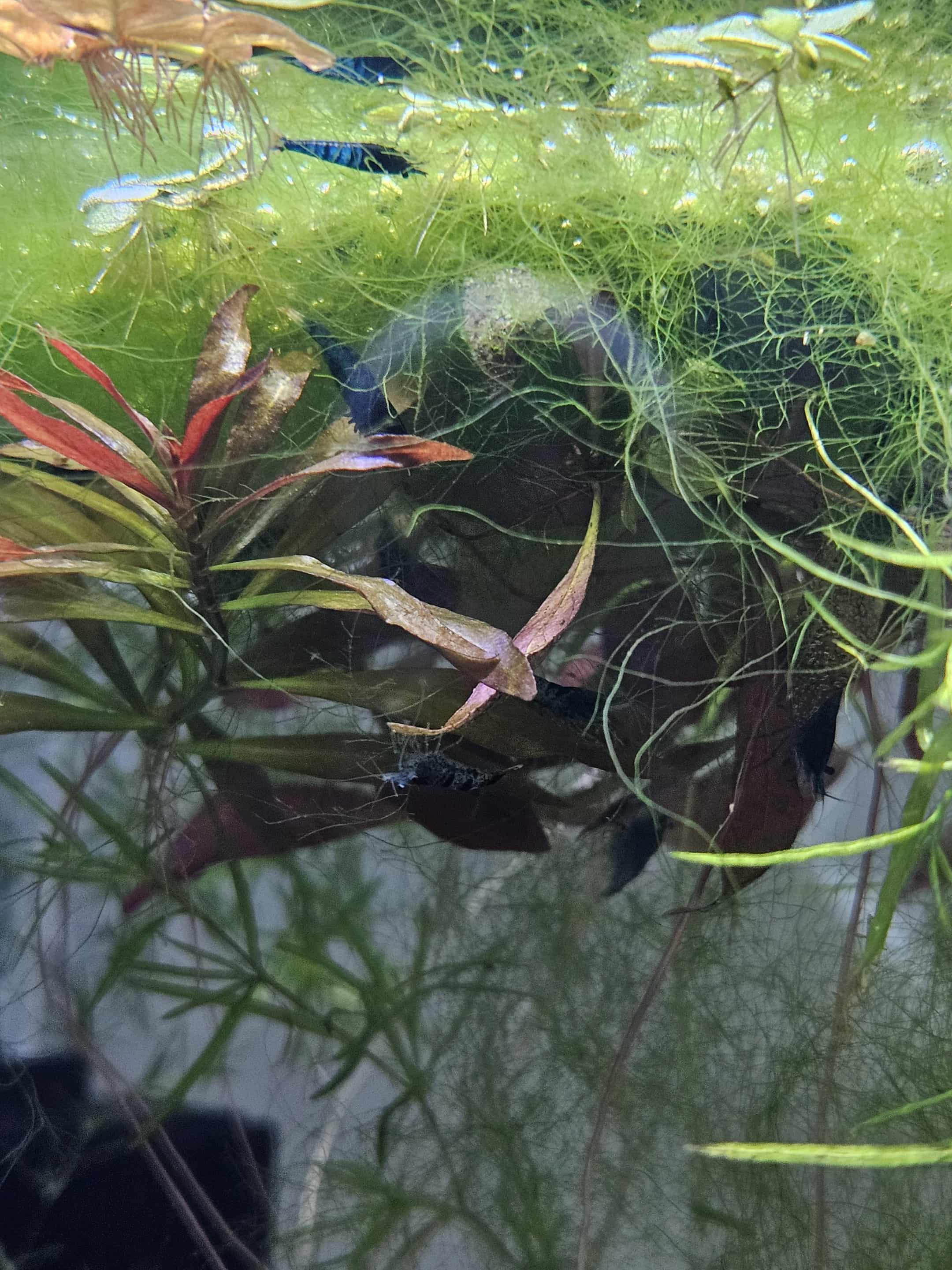 Blue Diamond Neocaridina Shrimp