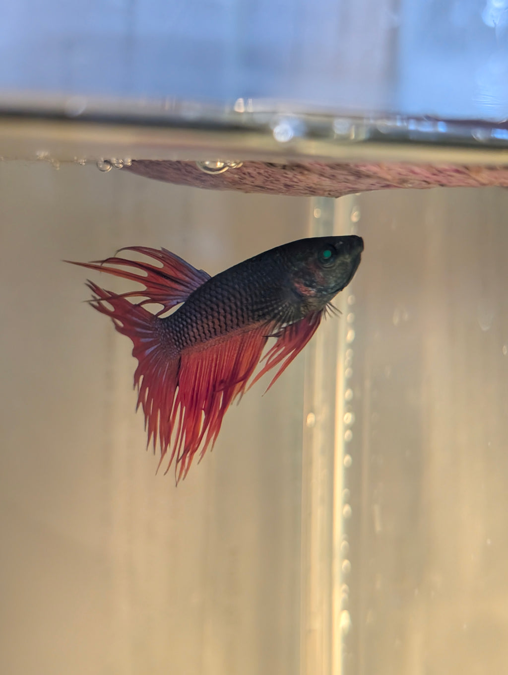 Crown Tail Green Hulk Betta Male M0008
