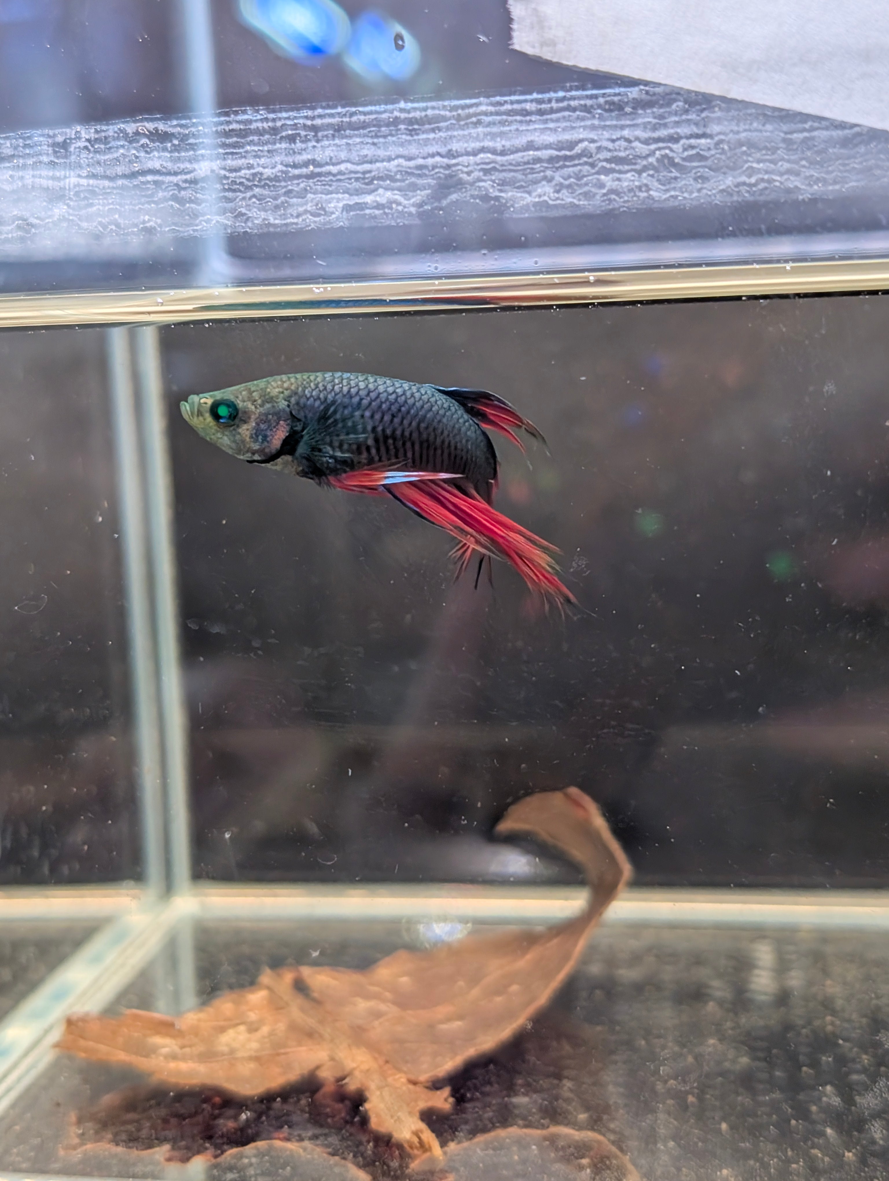 Crown Tail Red/Blue/Green Green Eyed Hulk Betta Male M0013