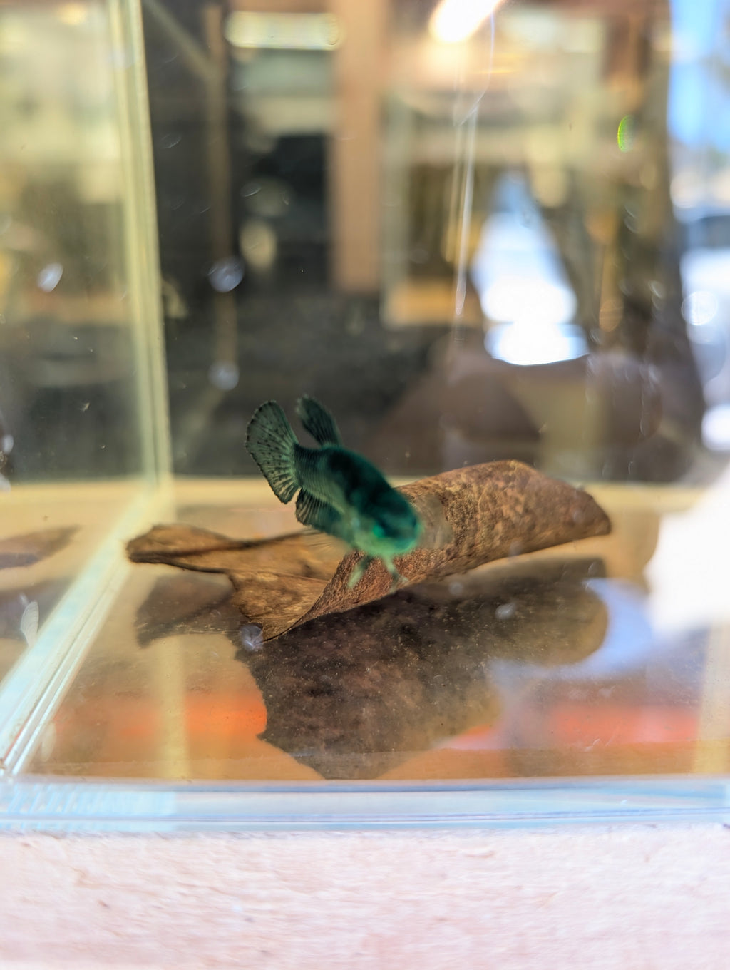 Plakat Green Green Eyed Hulk Betta Female F0005
