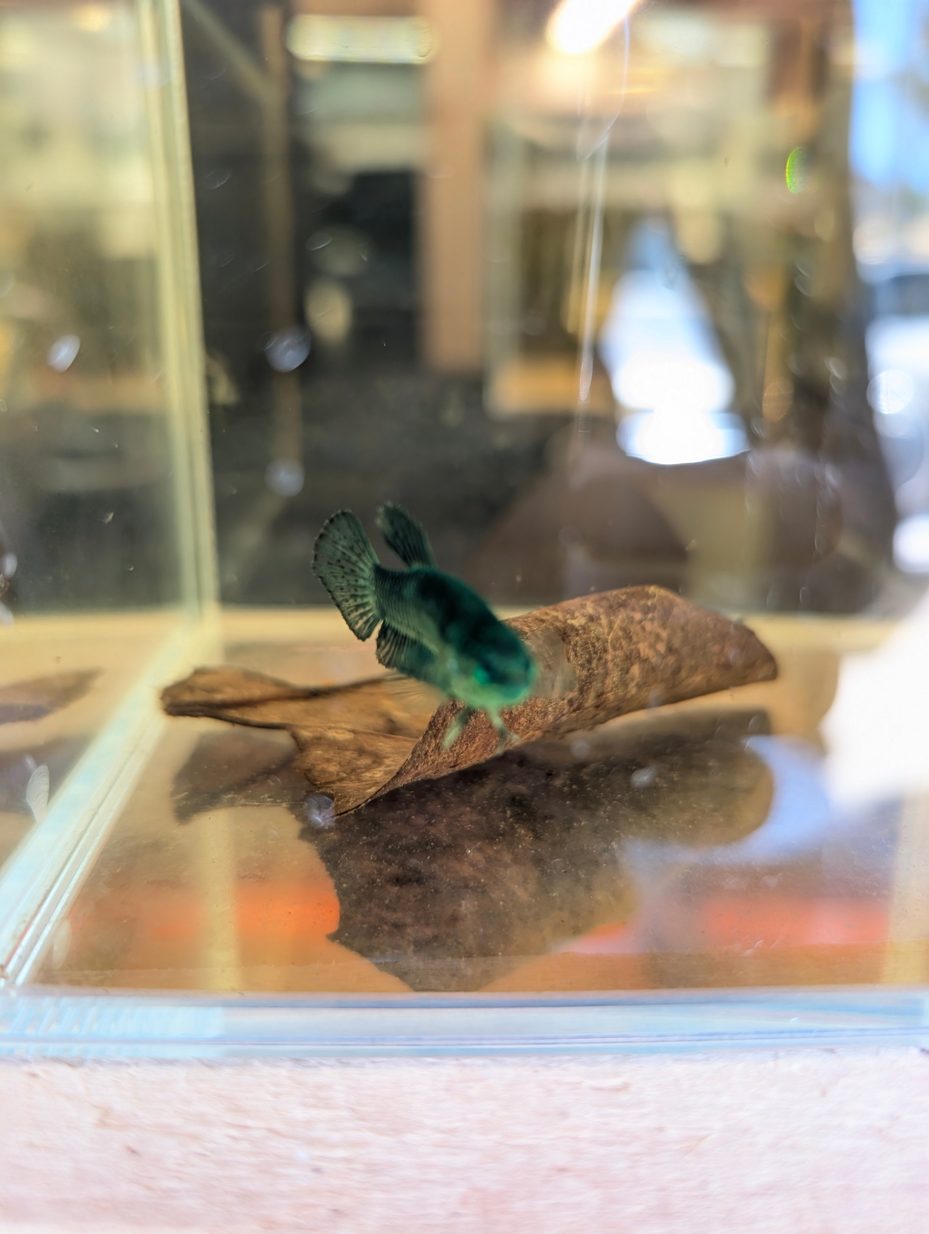Plakat Green Green Eyed Hulk Betta Female F0005