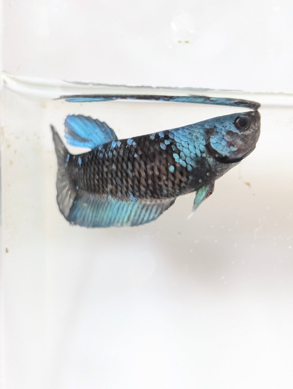 Female Halfmoon Plakat Avatar Betta F0015