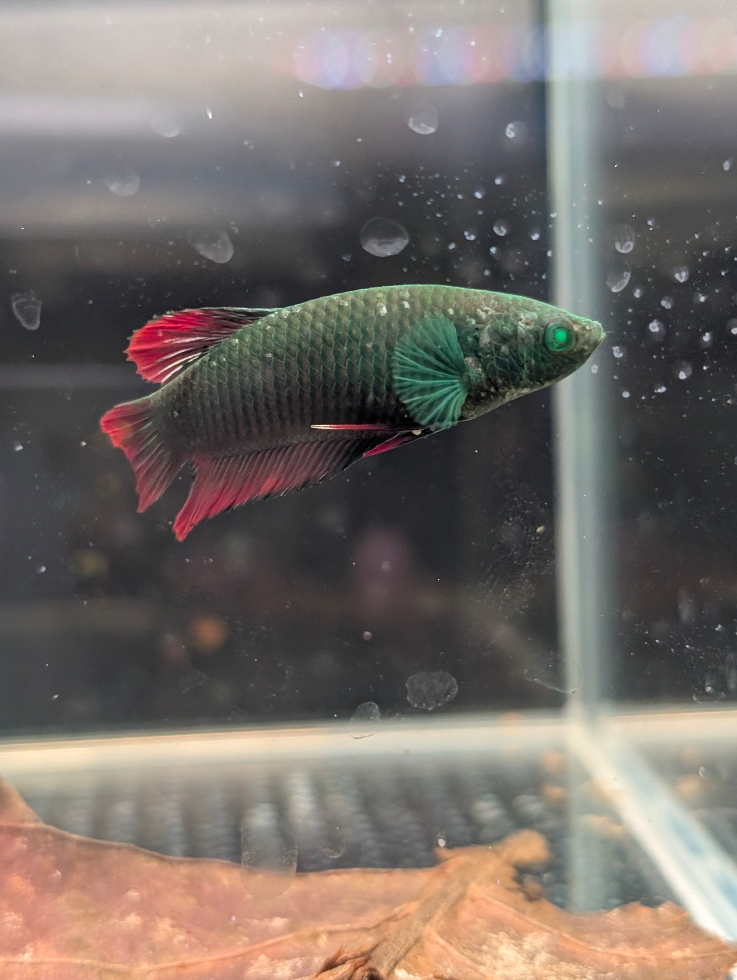 Plakat Avatar Red and Green Hulk Betta Female F0001