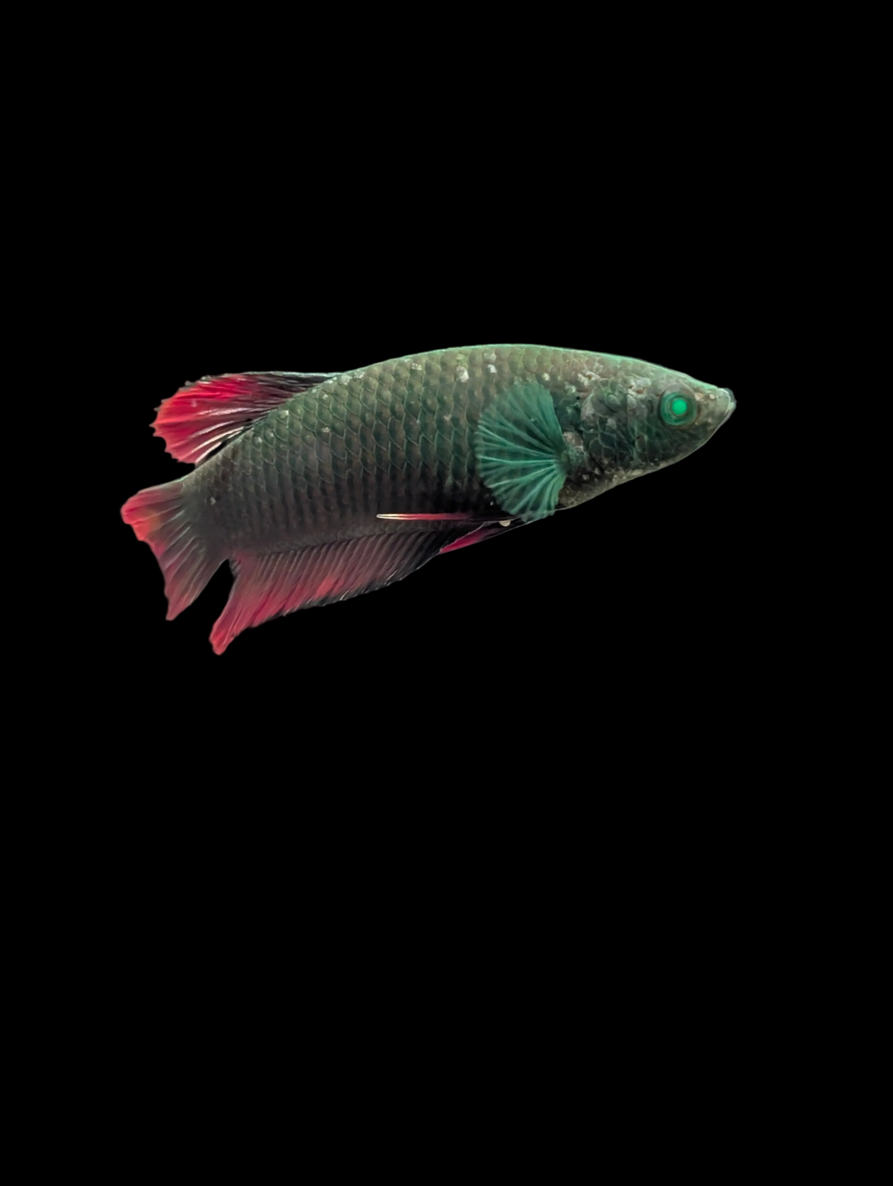 Plakat Avatar Red and Green Hulk Betta Female F0001