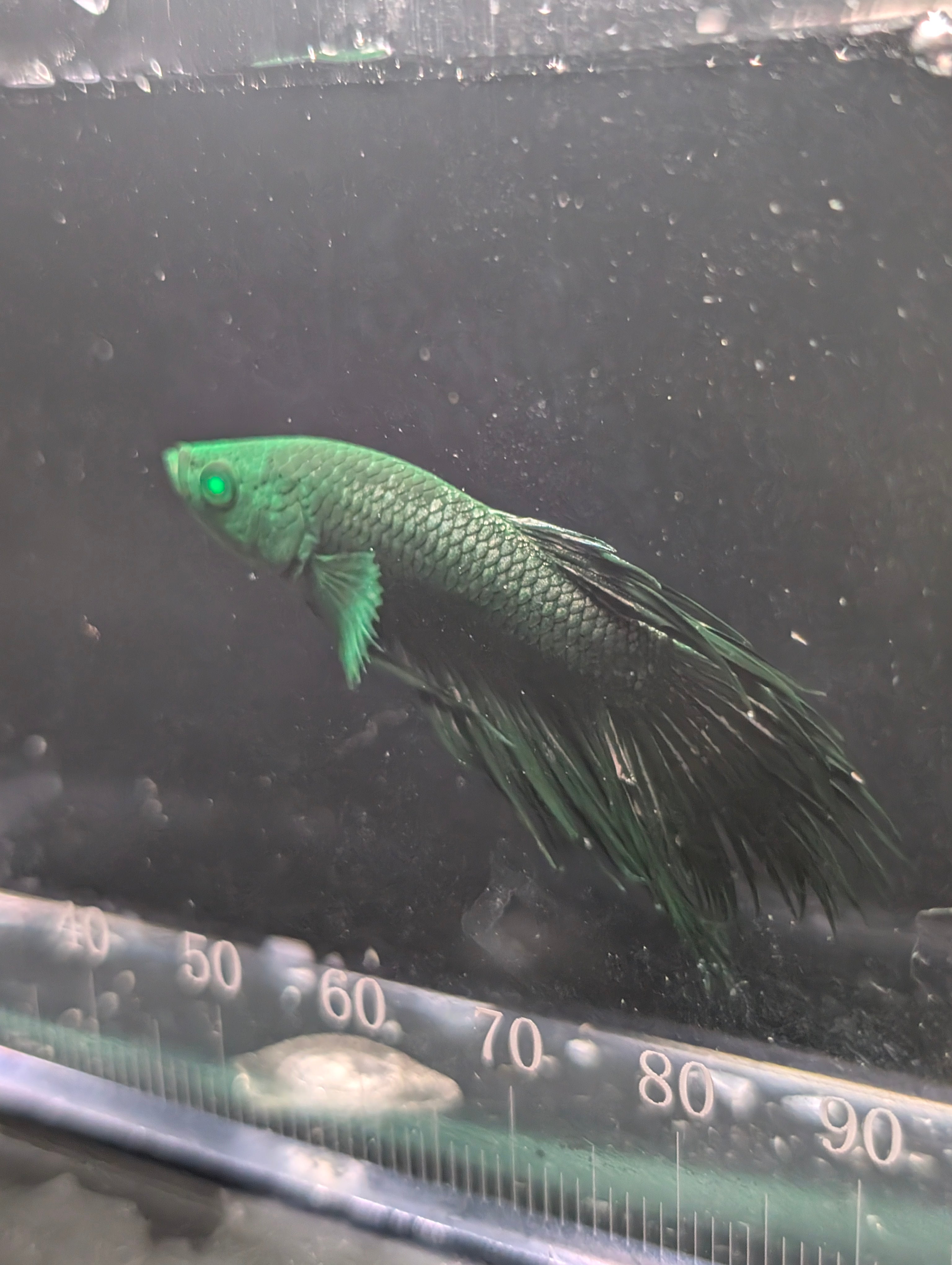 Crown Tail Green Hulk Betta Male M0007