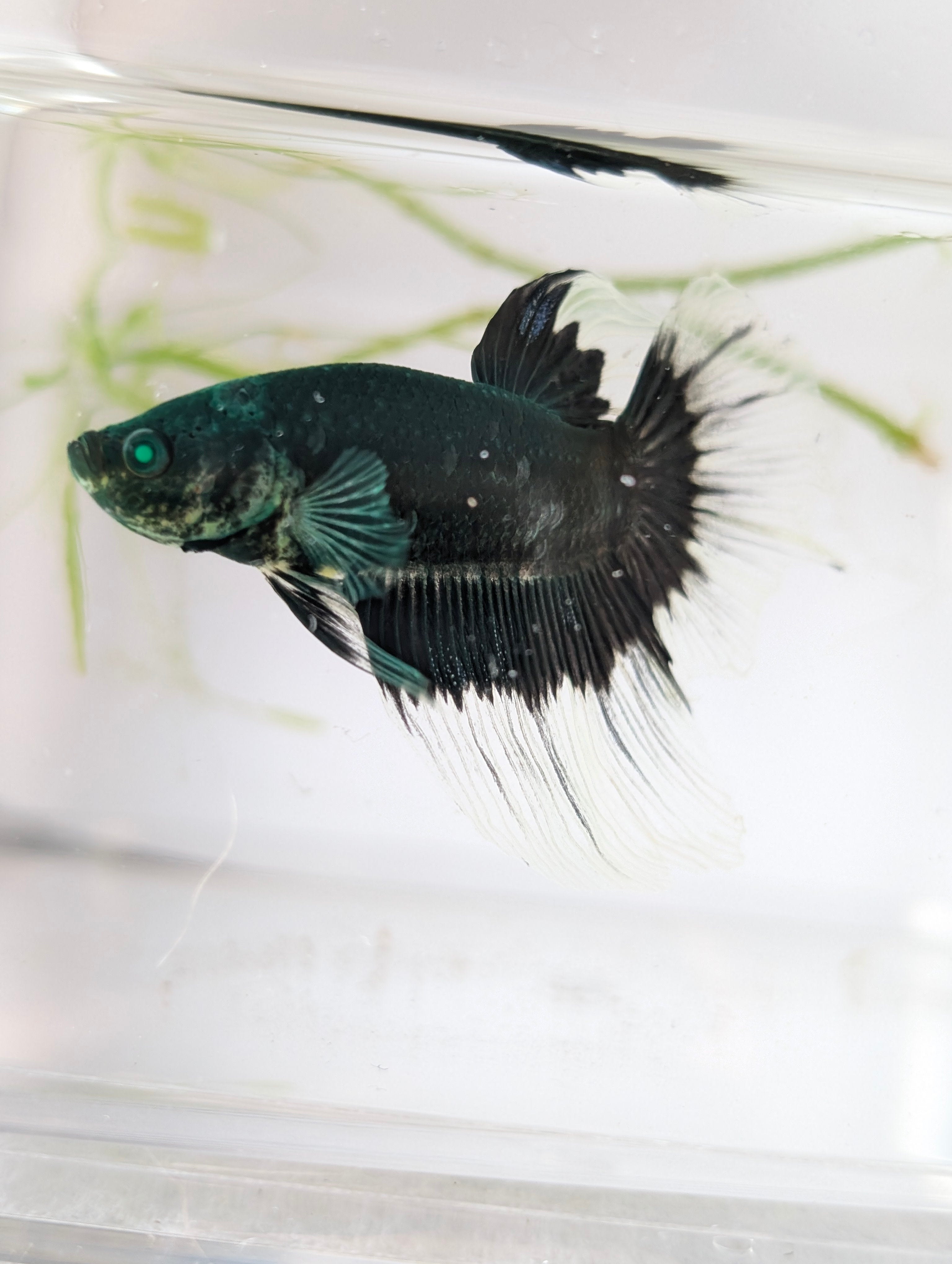 Halfmoon Green / Blue / Black Green Eyed Hulk Betta Male M0015