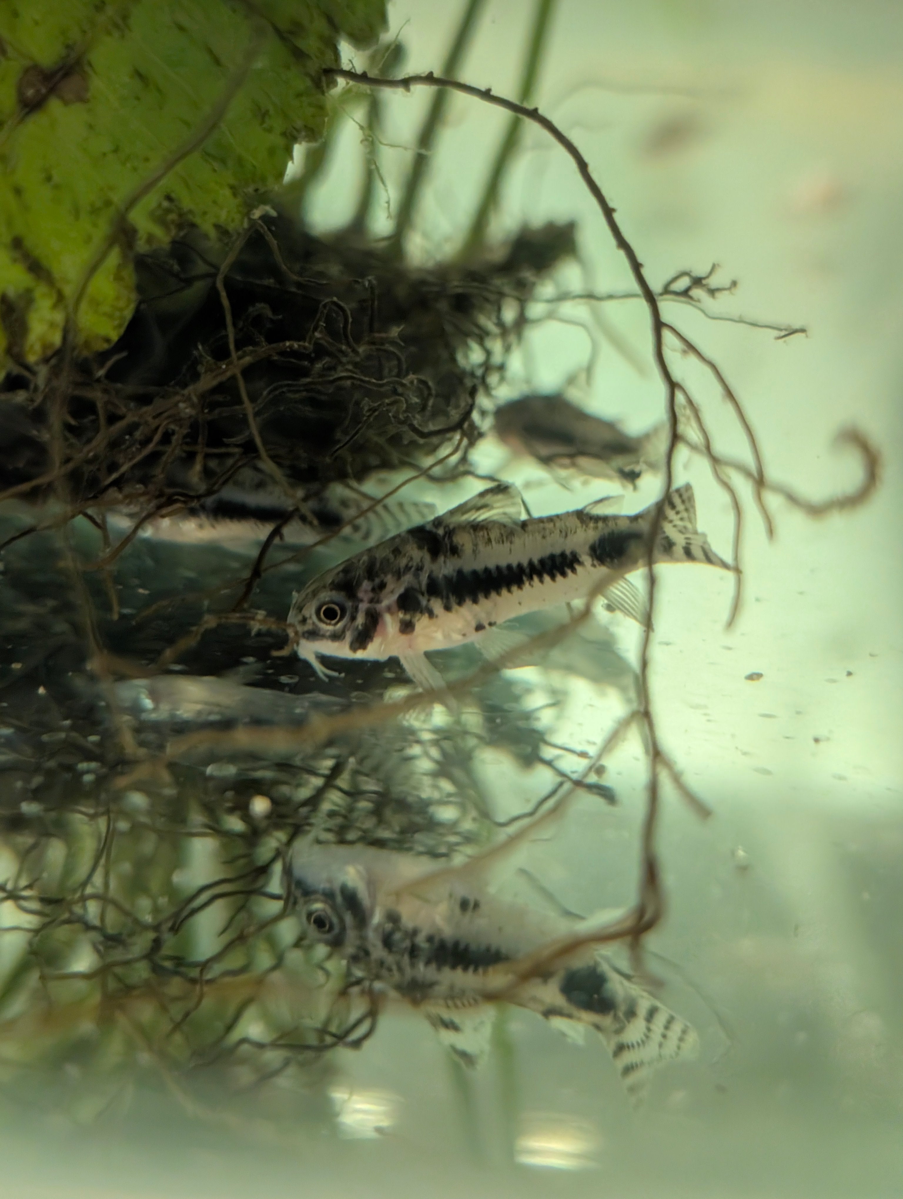 Salt and Pepper Pygmy Cory (Corydoras Habrosus)
