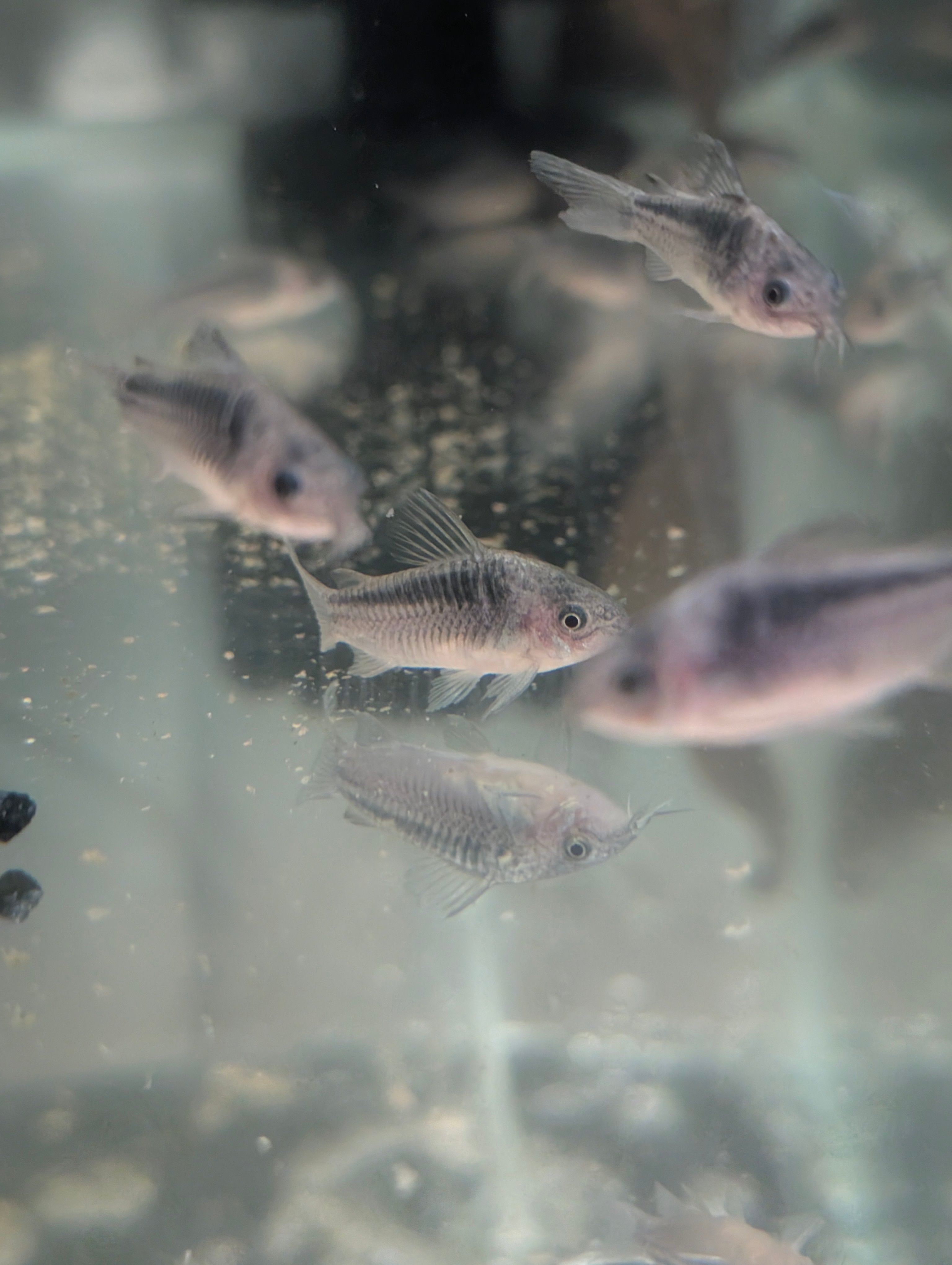 Corydoras Nanus "Little Cory"