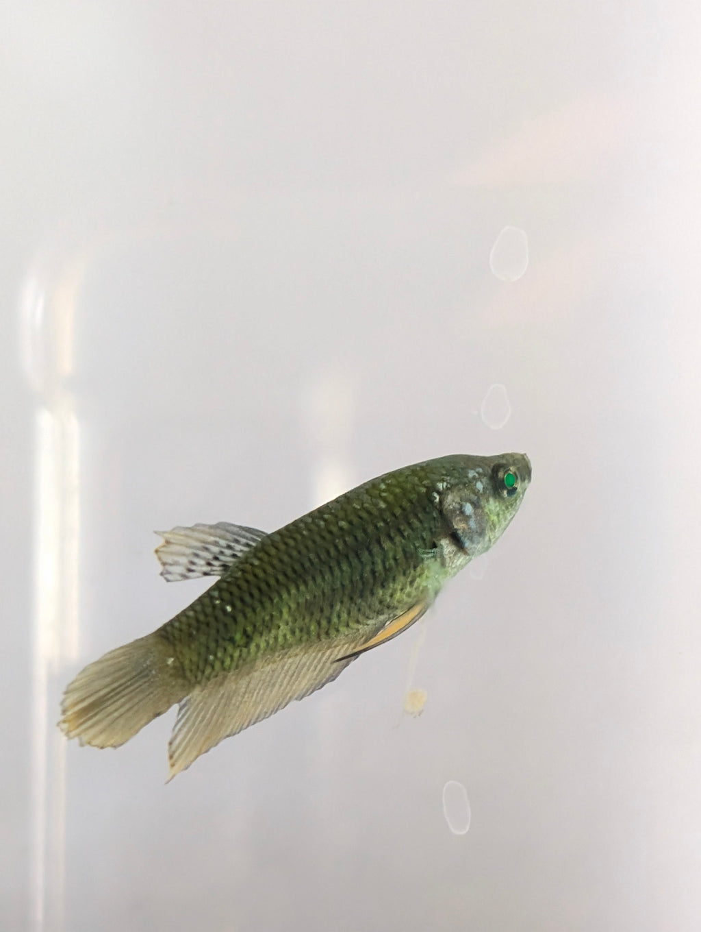 Plakat Green Eye Hulk Female F0010