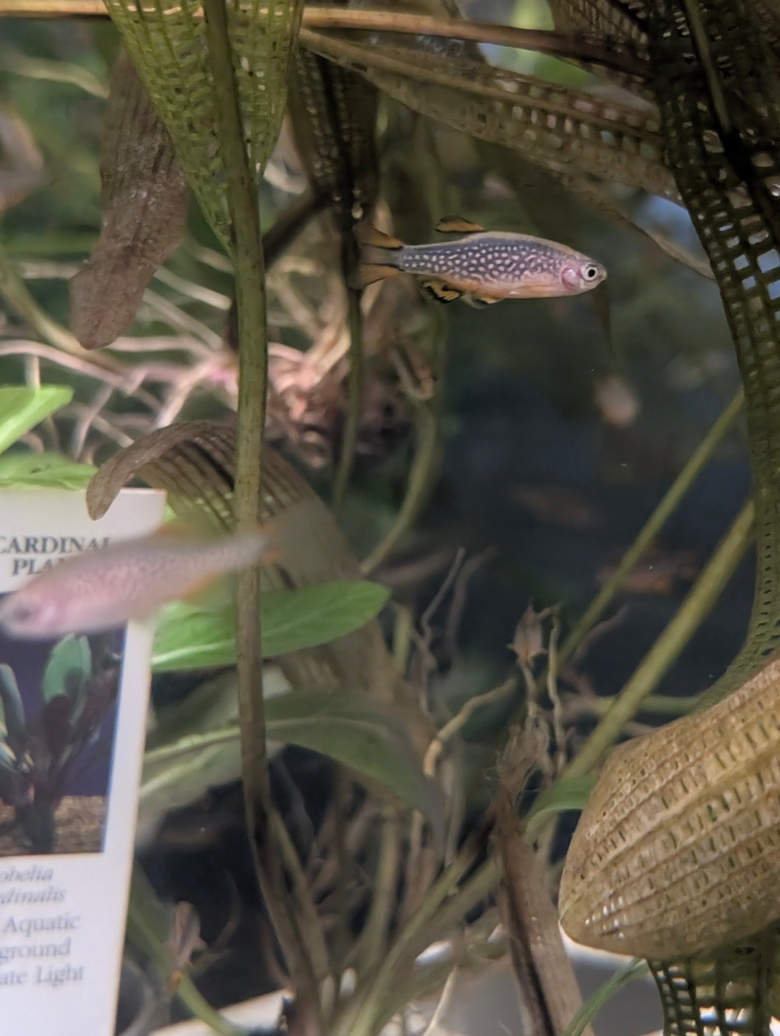 Celestial Pearl Danio (CPD)