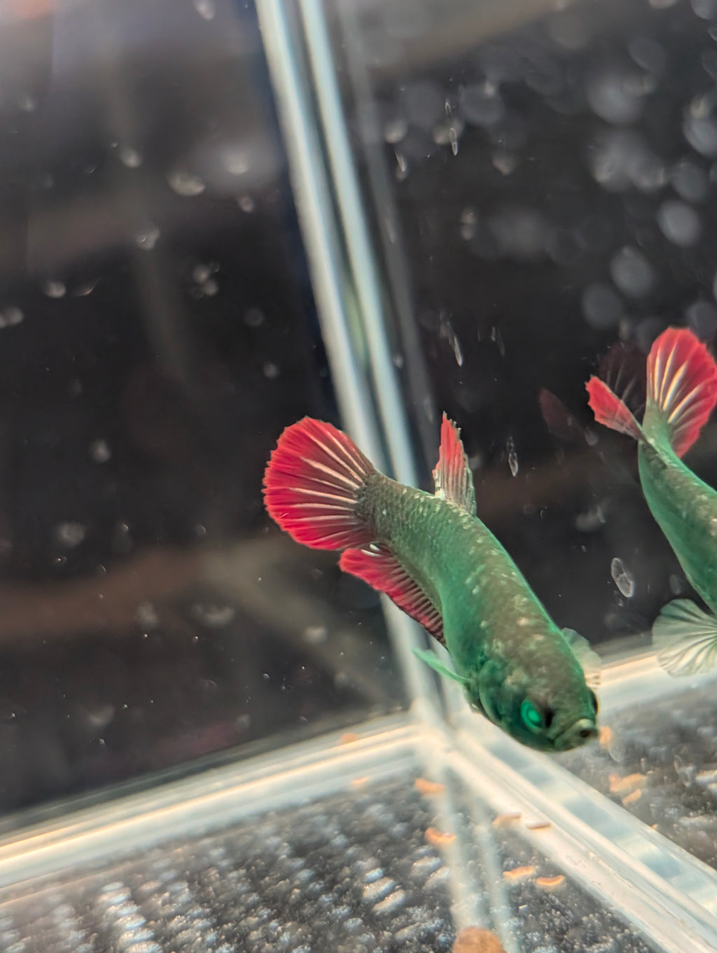 Plakat Avatar Red and Green Hulk Betta Female F0001
