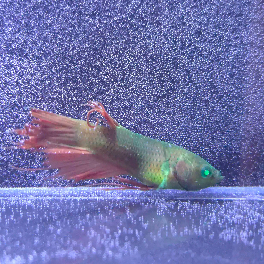 Crowntail Green Eyed Hulk Betta Male M0032