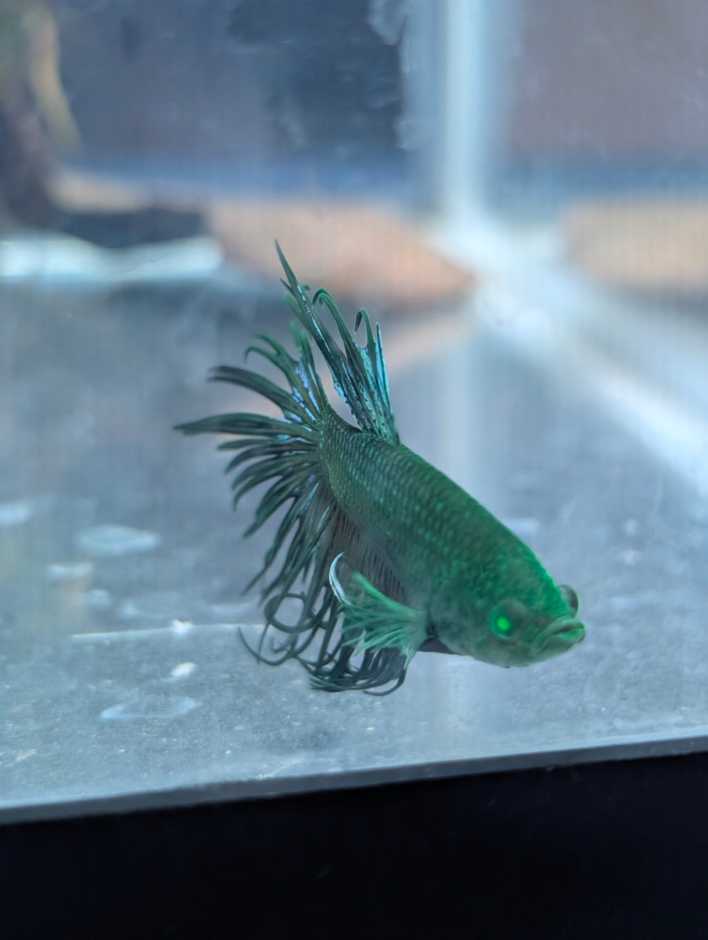 Crown Tail Green Blue Hulk Betta (Male) MC002