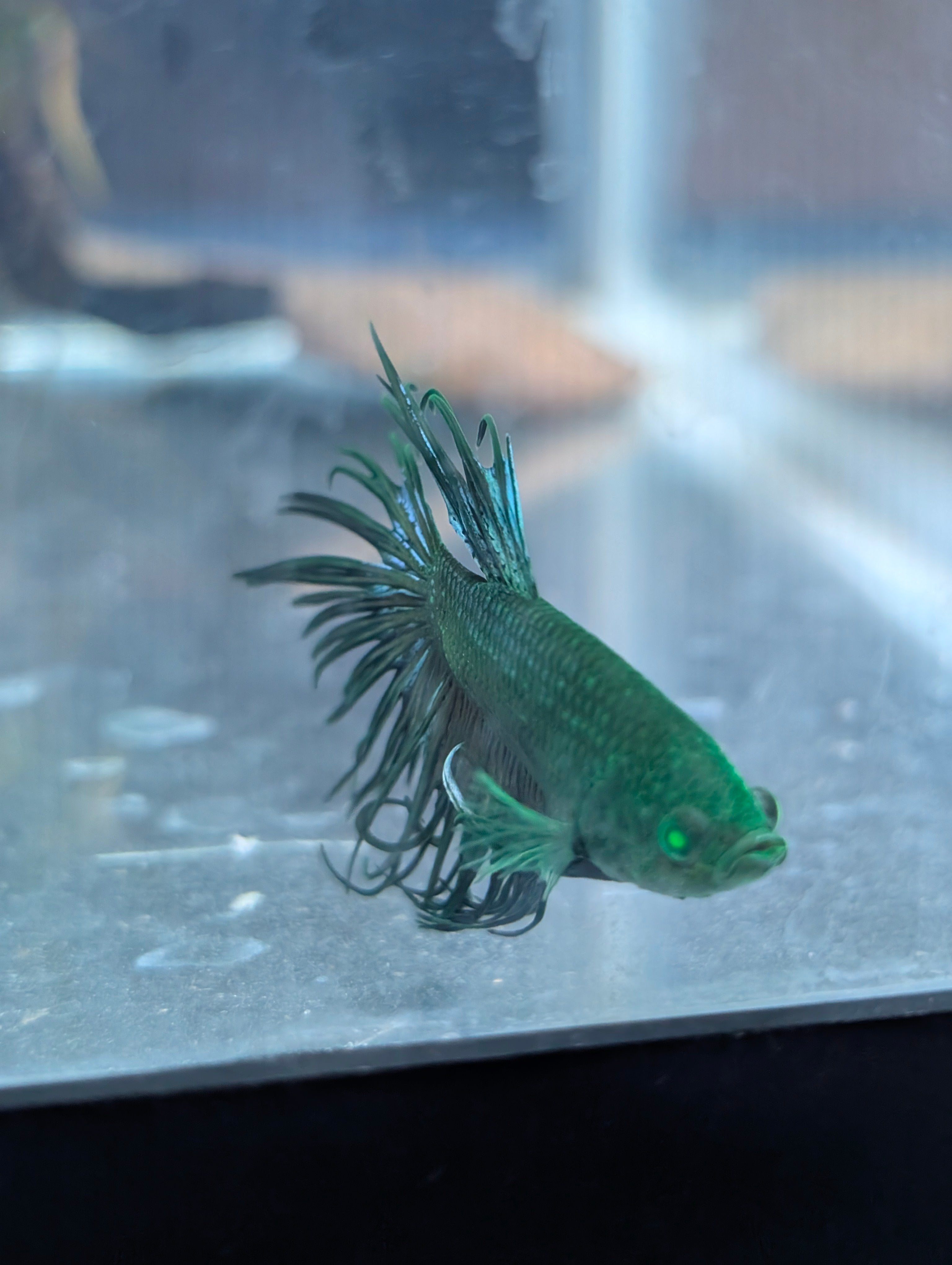 Crown Tail Green Blue Hulk Betta (Male) MC002