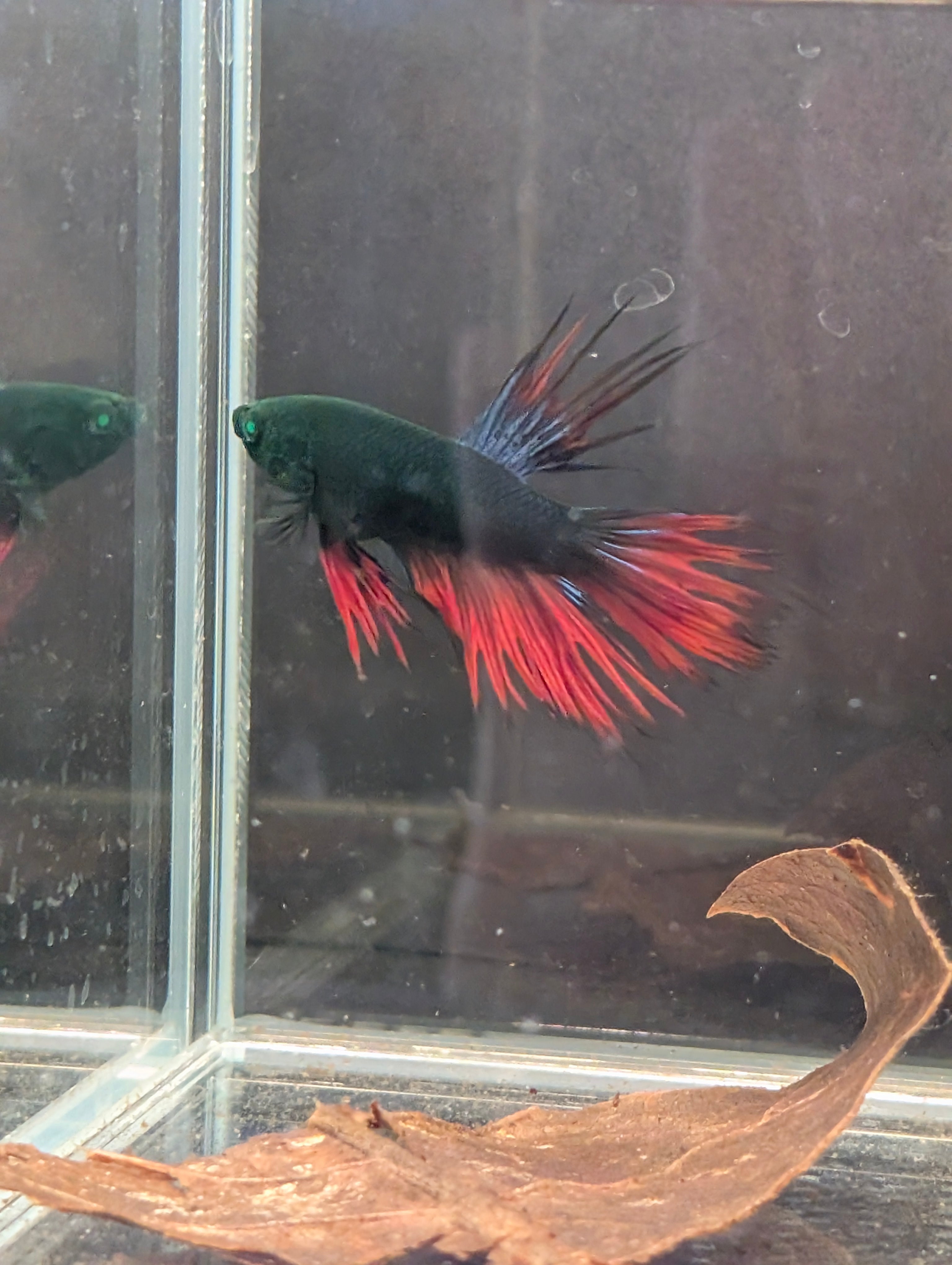 Crown Tail Red/Blue/Green Green Eyed Hulk Betta Male M0014