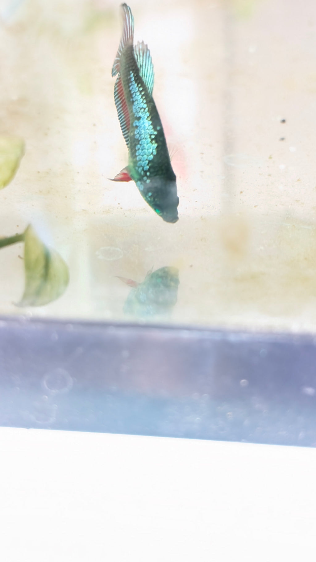 Plakat Green Eye Hulk Female F0013
