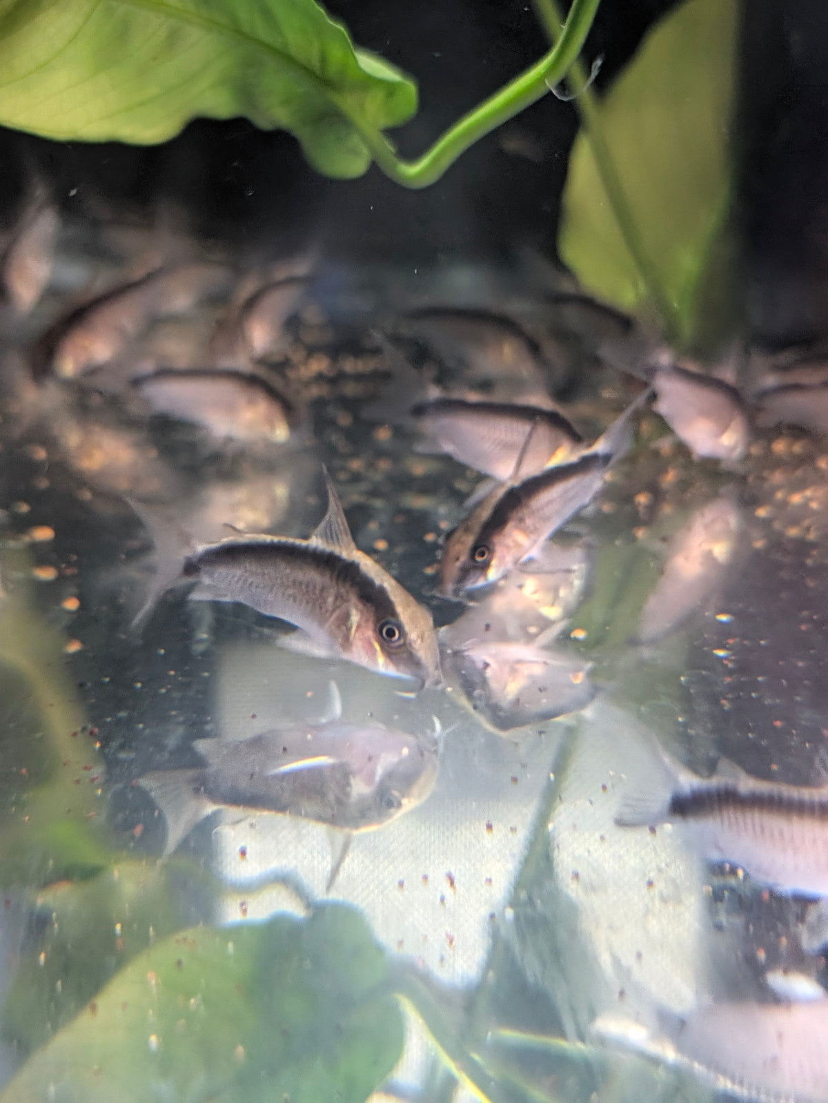 C020 Skunk Corydoras Arcuatus