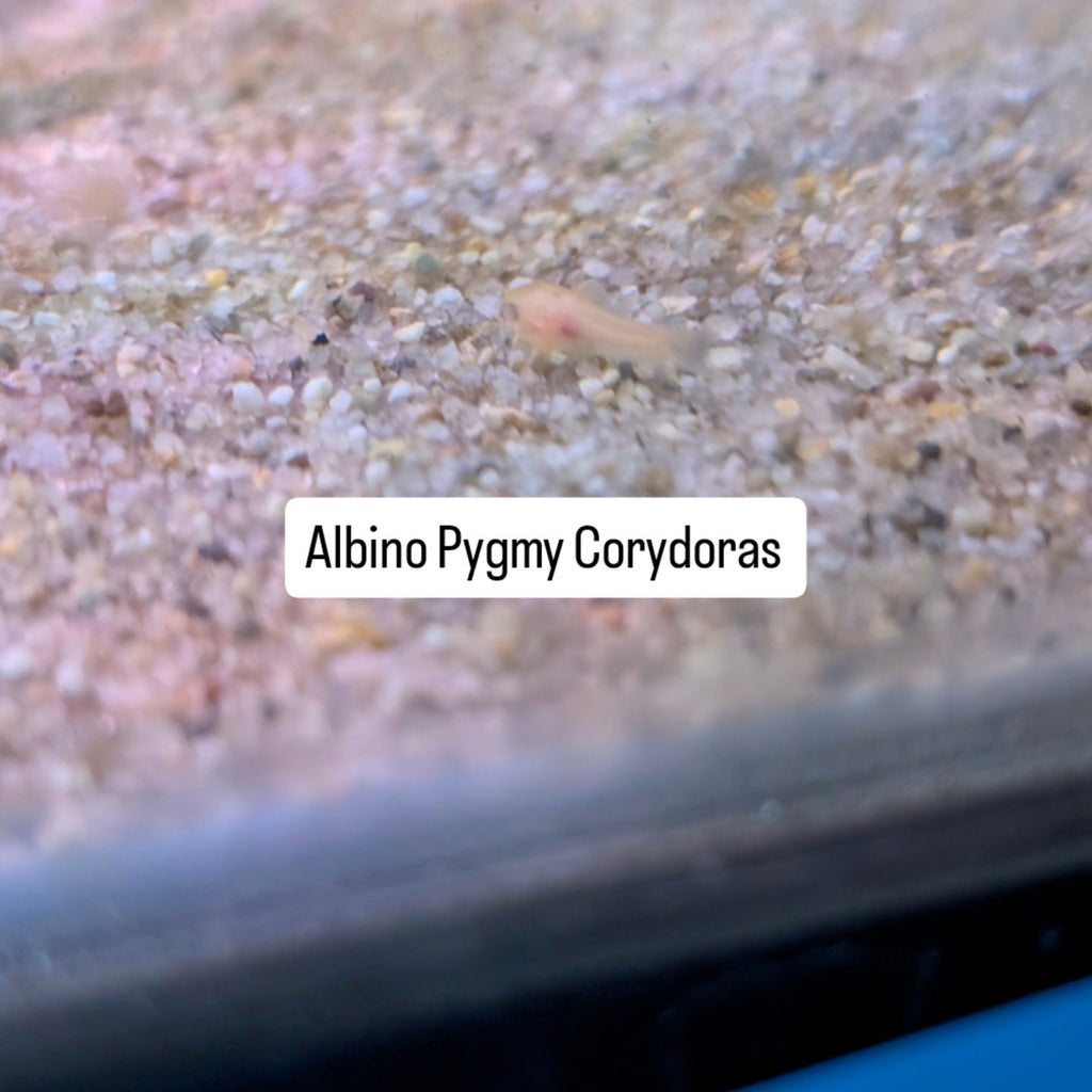 Albino Pygmy Corydoras