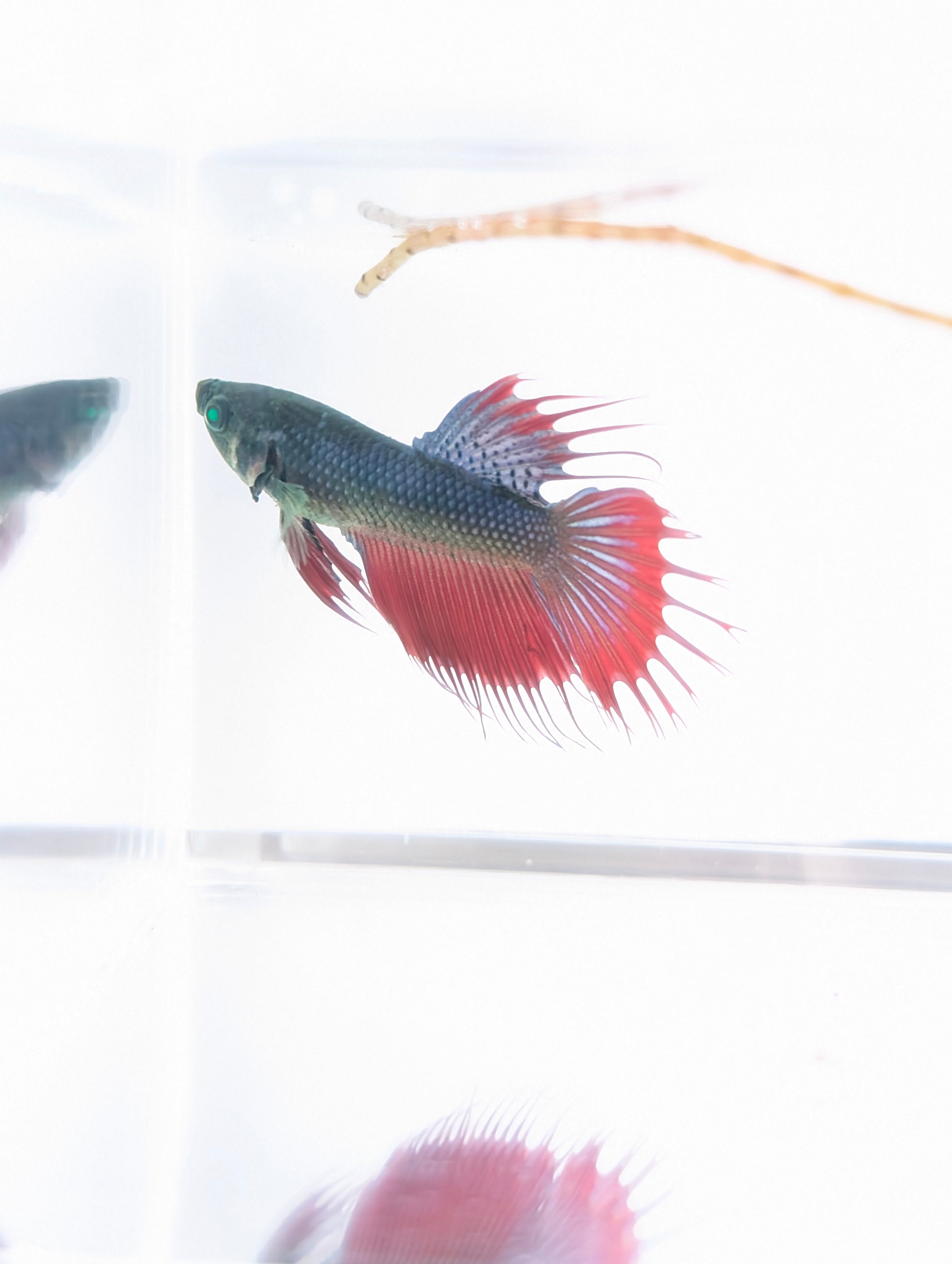 Crowntail Green / Red / Blue Green Eyed Hulk Betta Male M0020