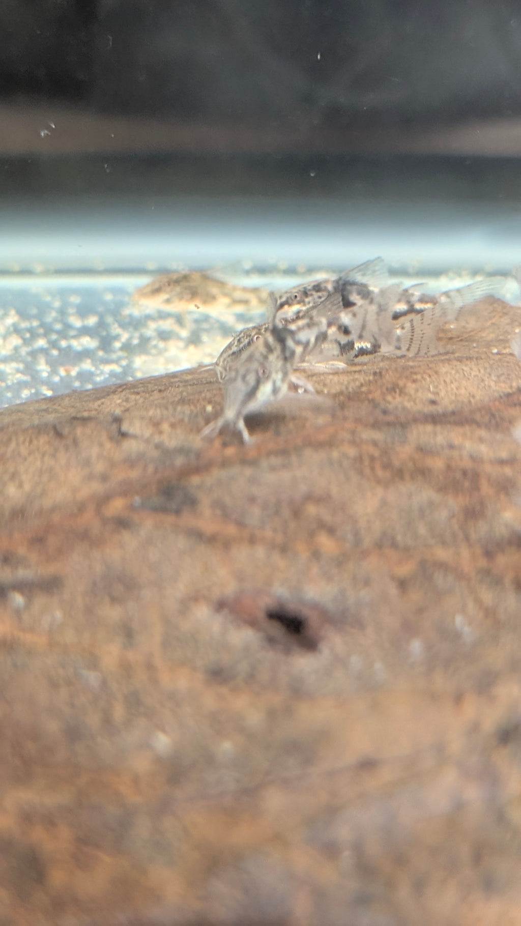 Scleromystax Barbatus "Banded Corydora"