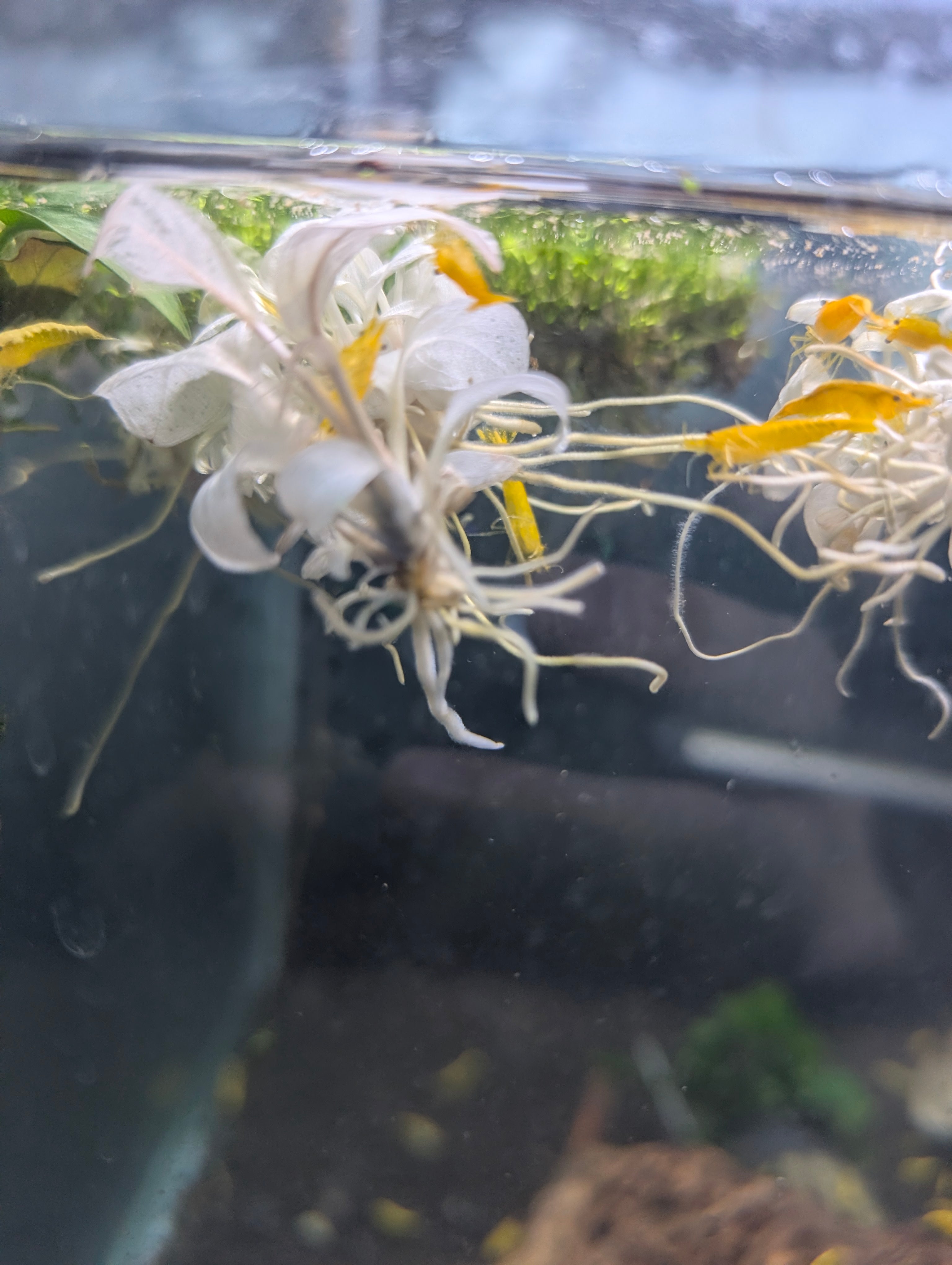 Golden Back Yellow Neocaridina Shrimp