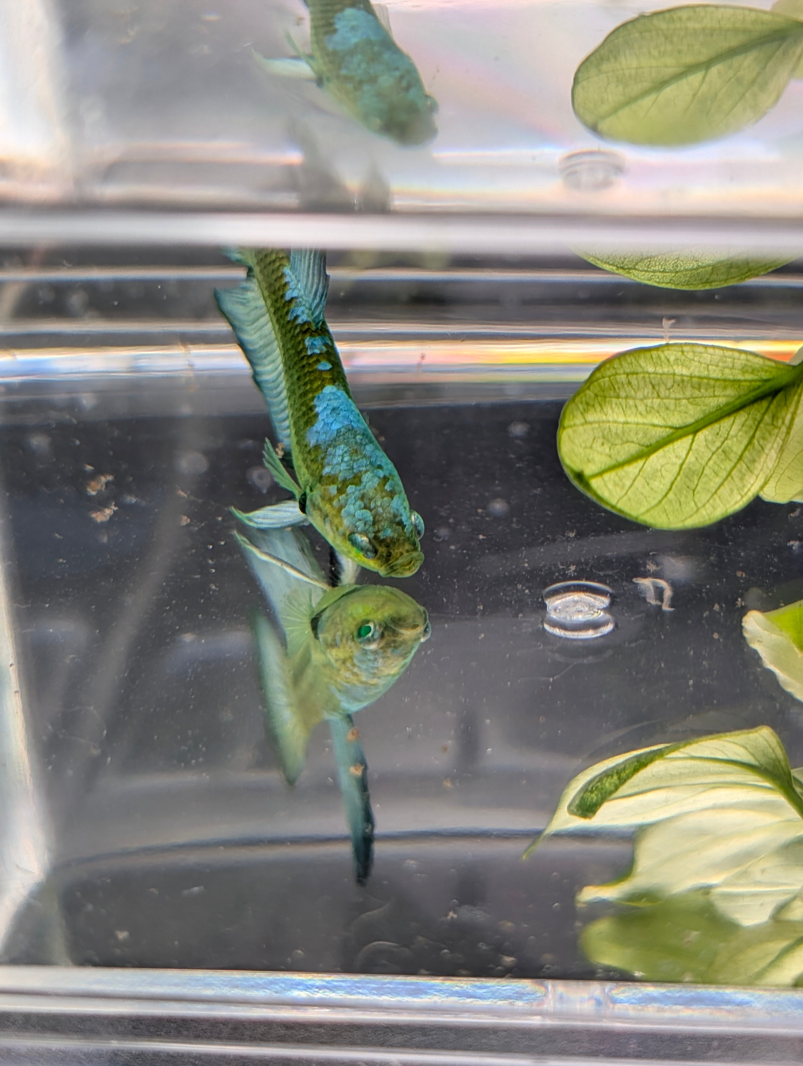 Halfmoon Green / Blue / Black Green Eyed Hulk Betta Male M0016