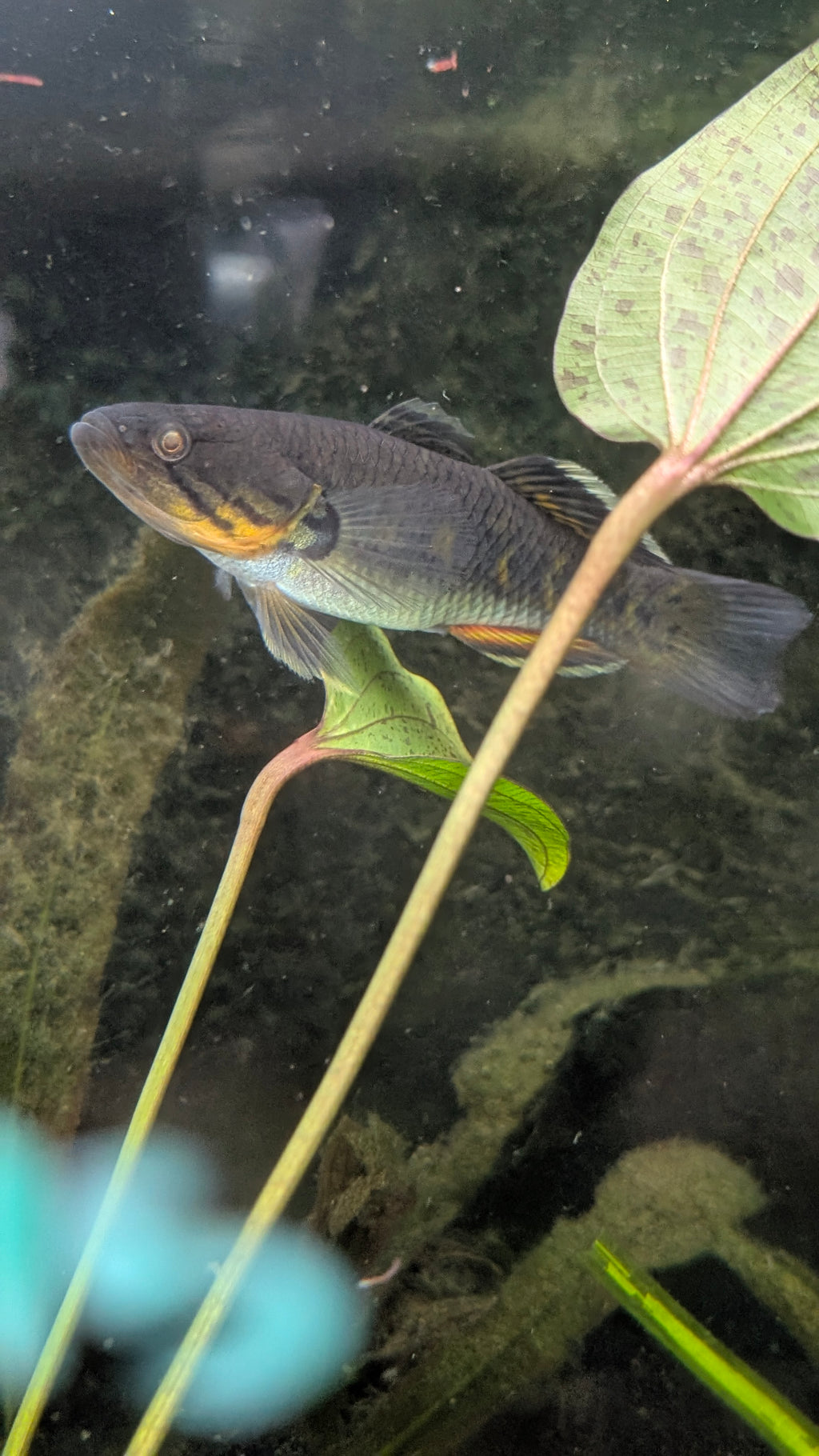 Giuris Margaritacea Gudgeon