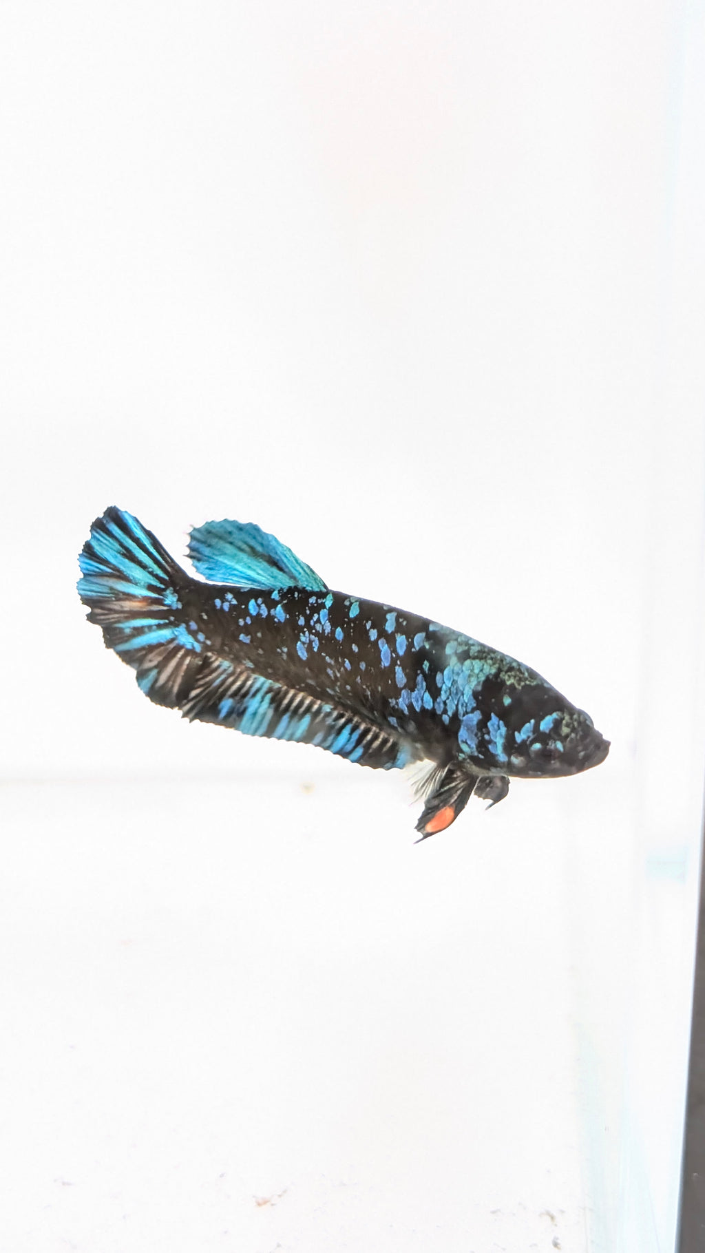 Female Halfmoon Plakat Nebula Betta F0016