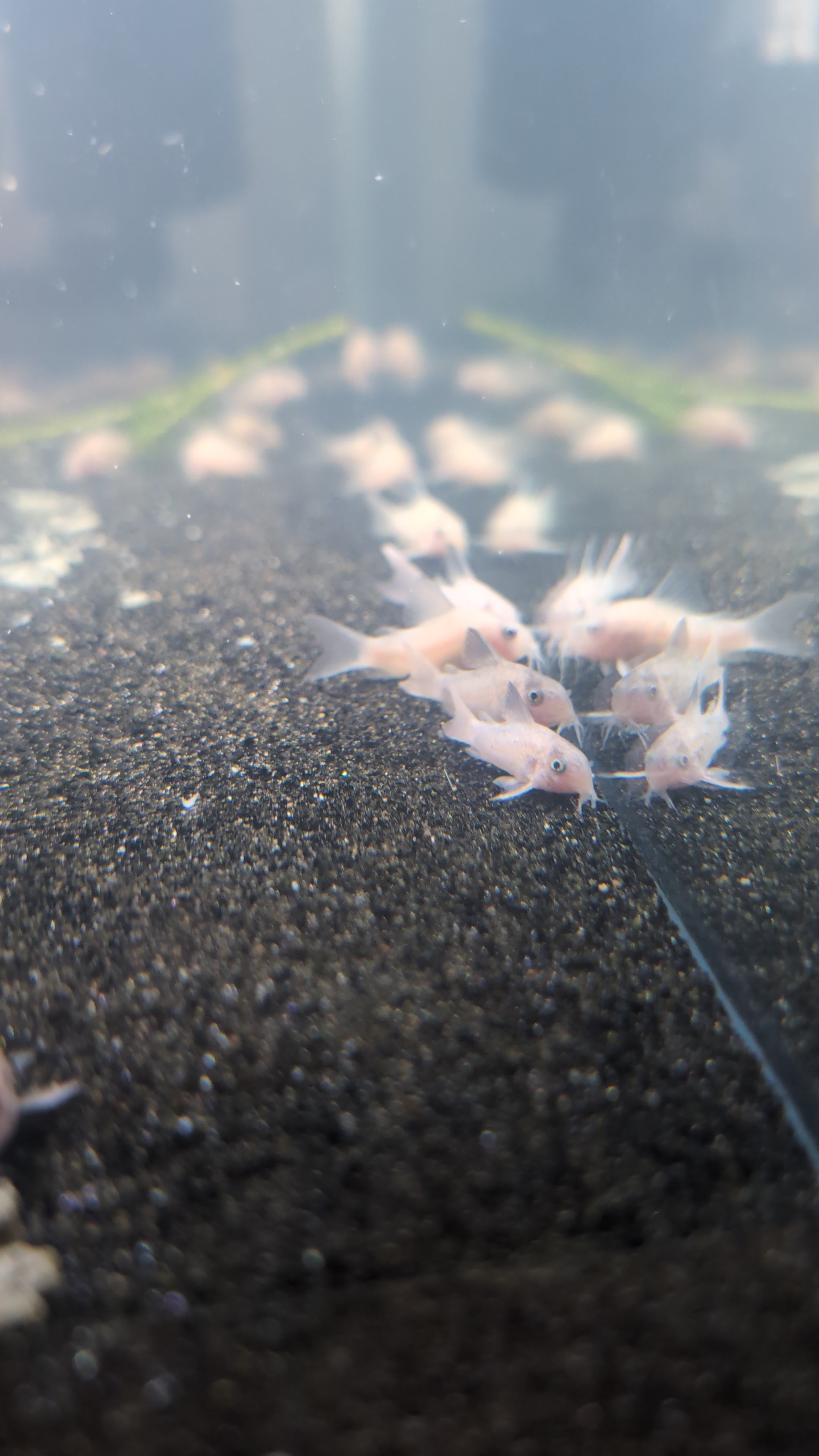 Snow White Panda Corydoras