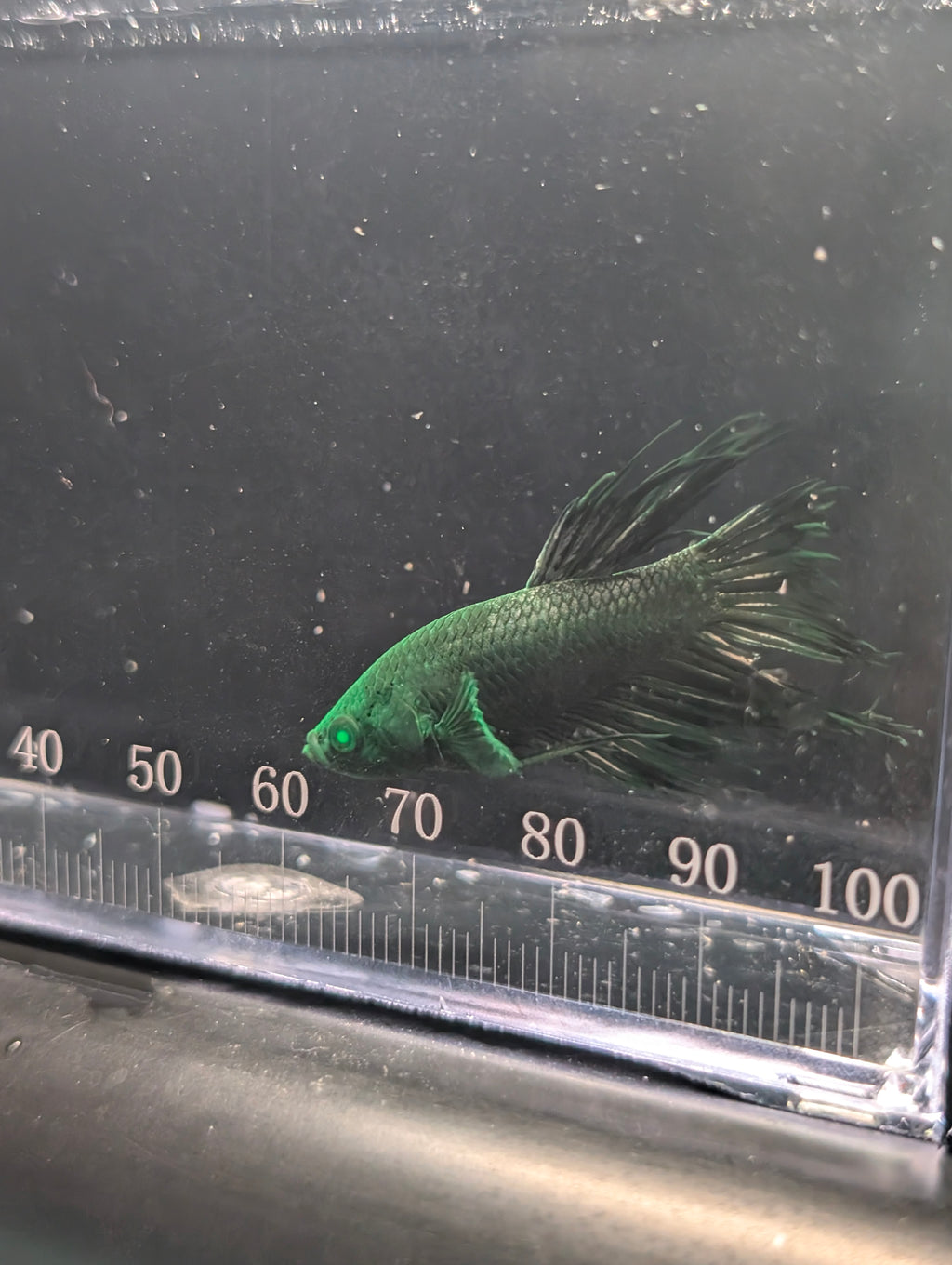 Crown Tail Green Hulk Betta Male M0007