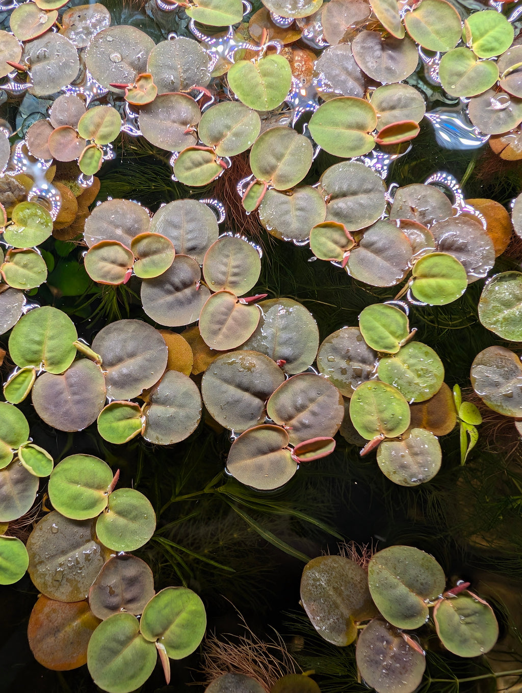 Red Root Floaters