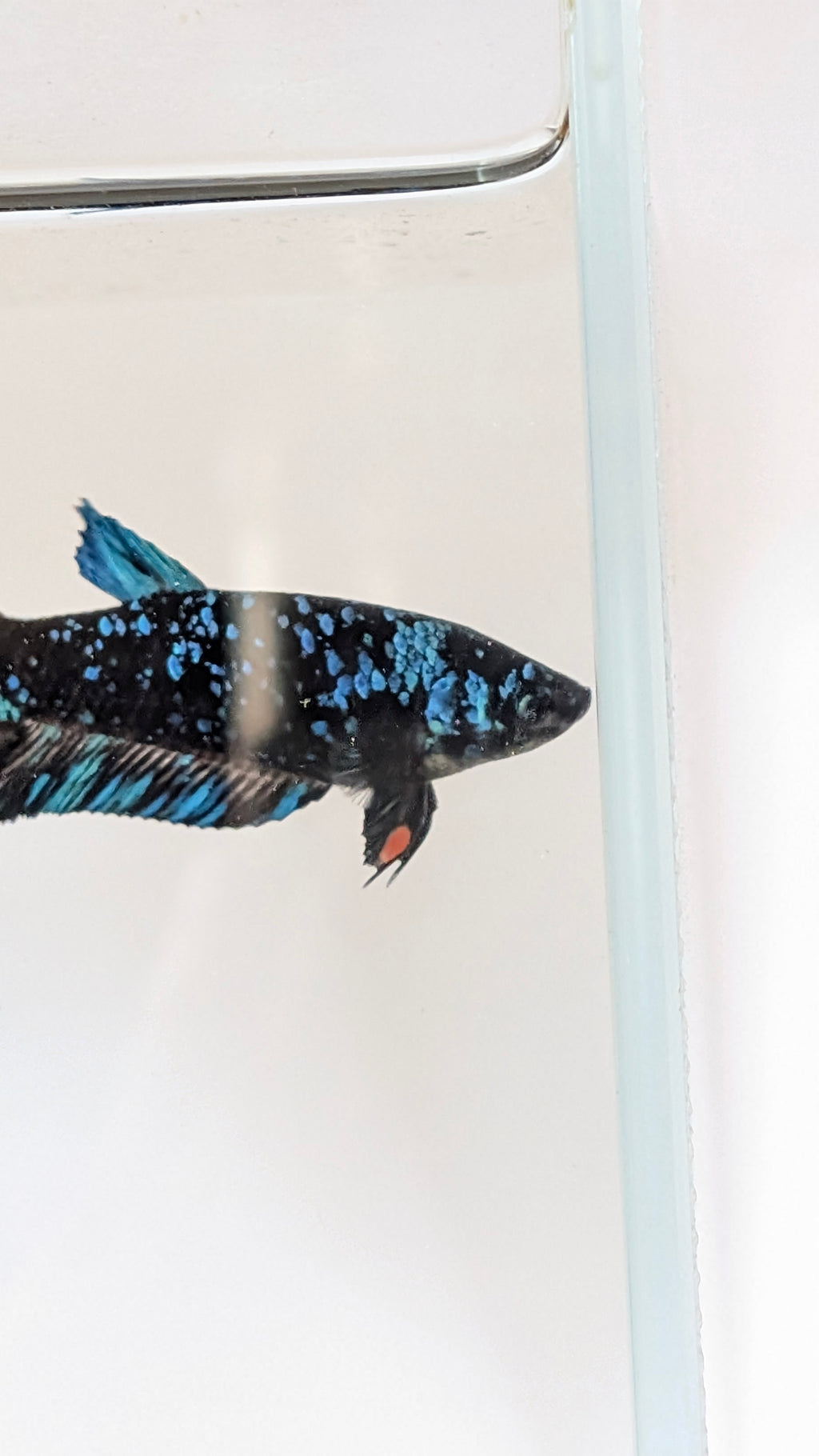 Female Halfmoon Plakat Nebula Betta F0016