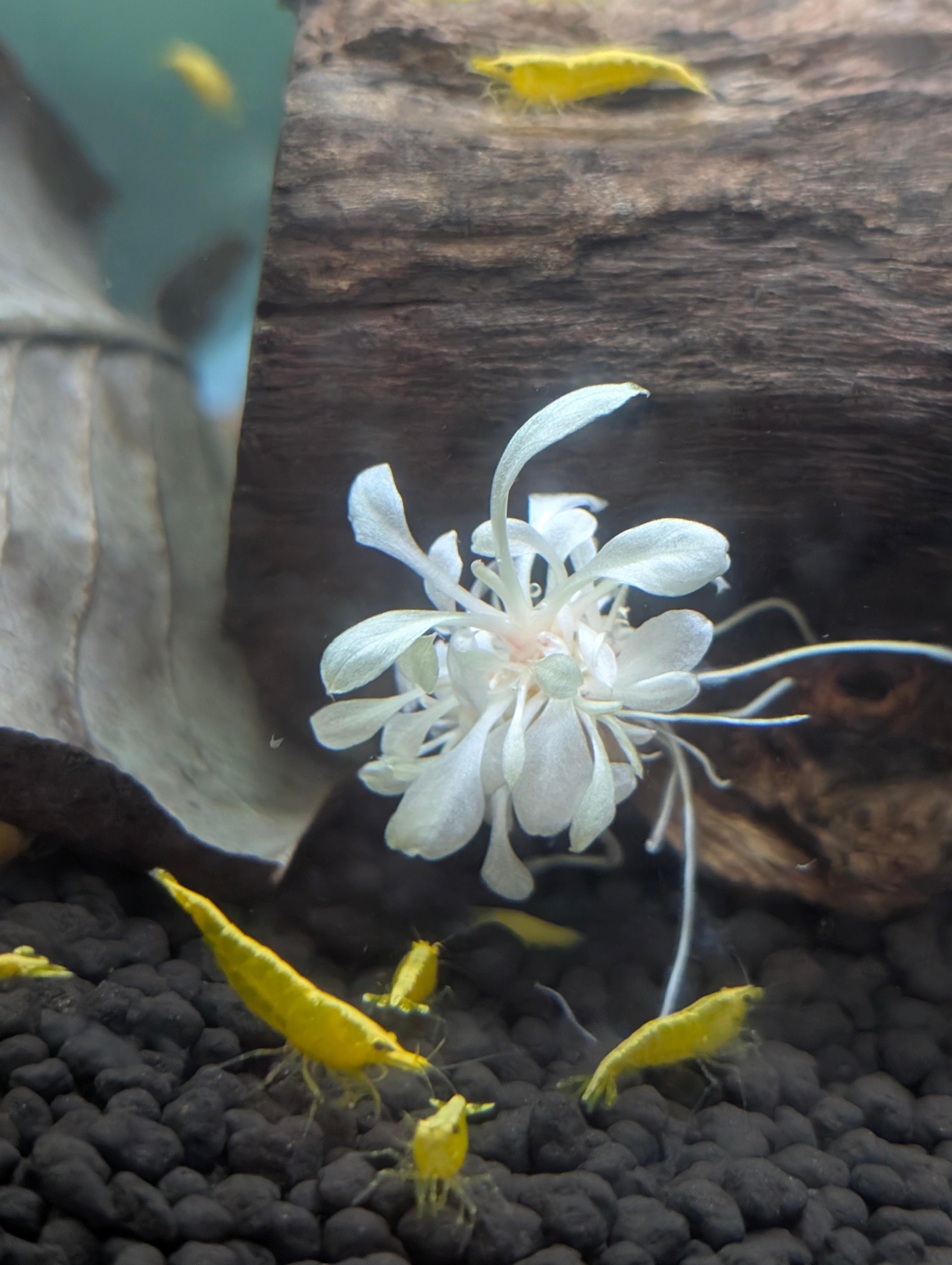 Golden Back Yellow Neocaridina Shrimp