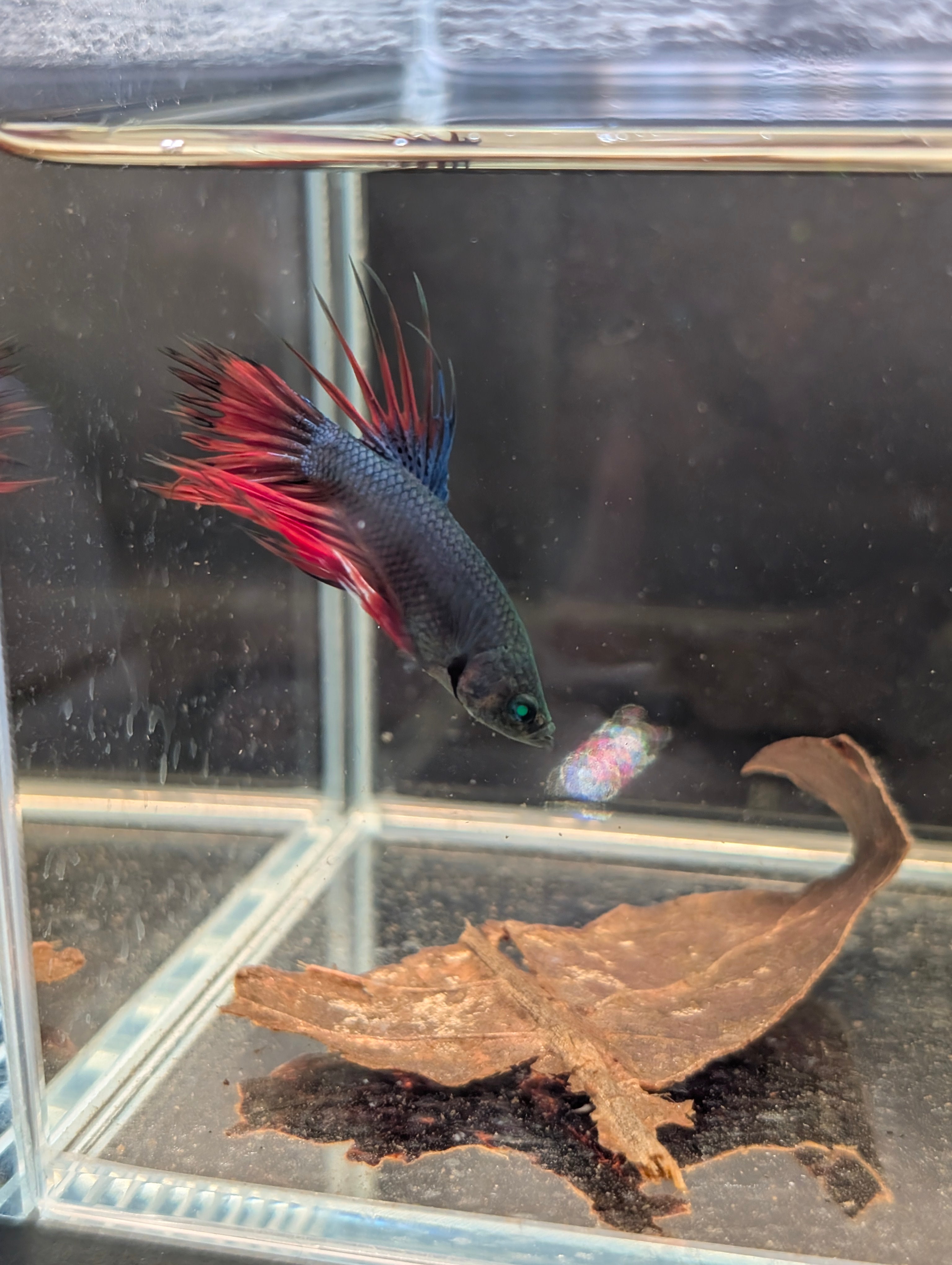 Crown Tail Red/Blue/Green Green Eyed Hulk Betta Male M0013