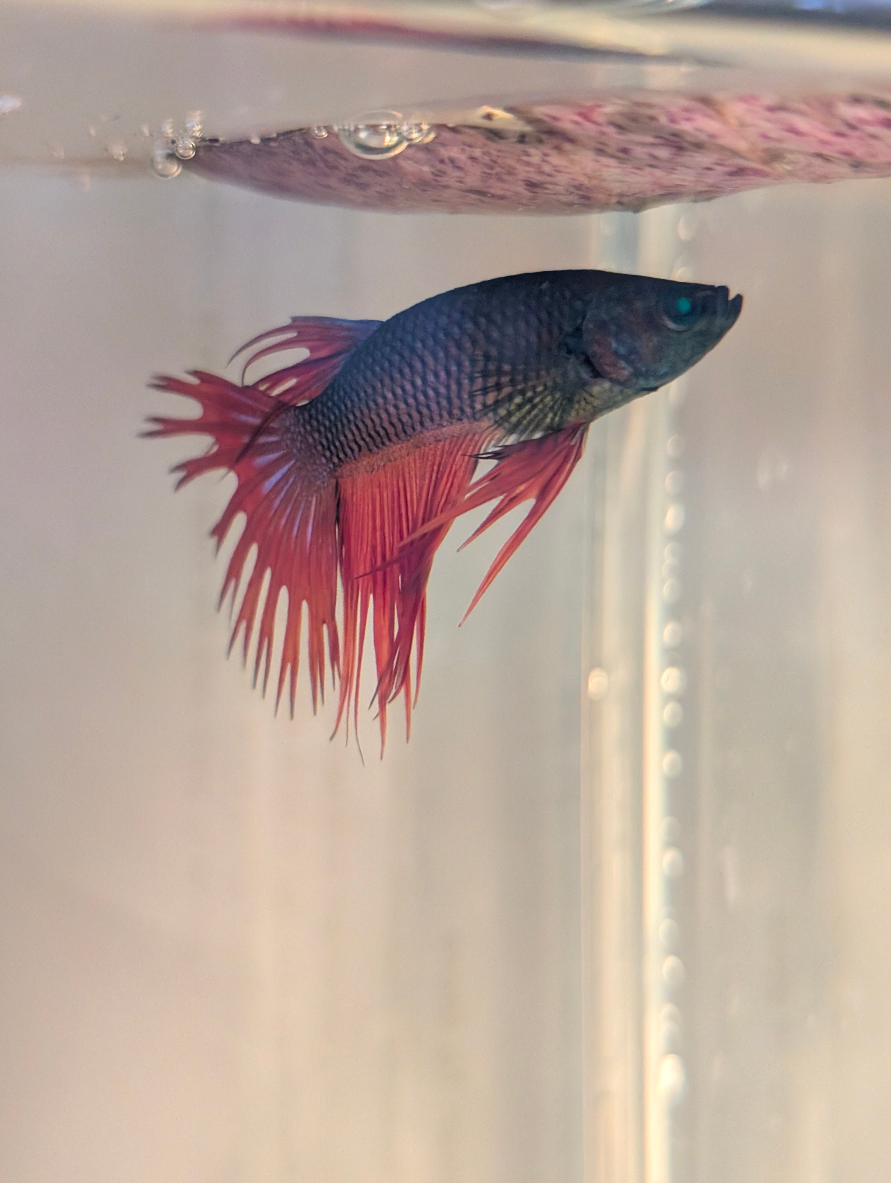 Crown Tail Green Hulk Betta Male M0008
