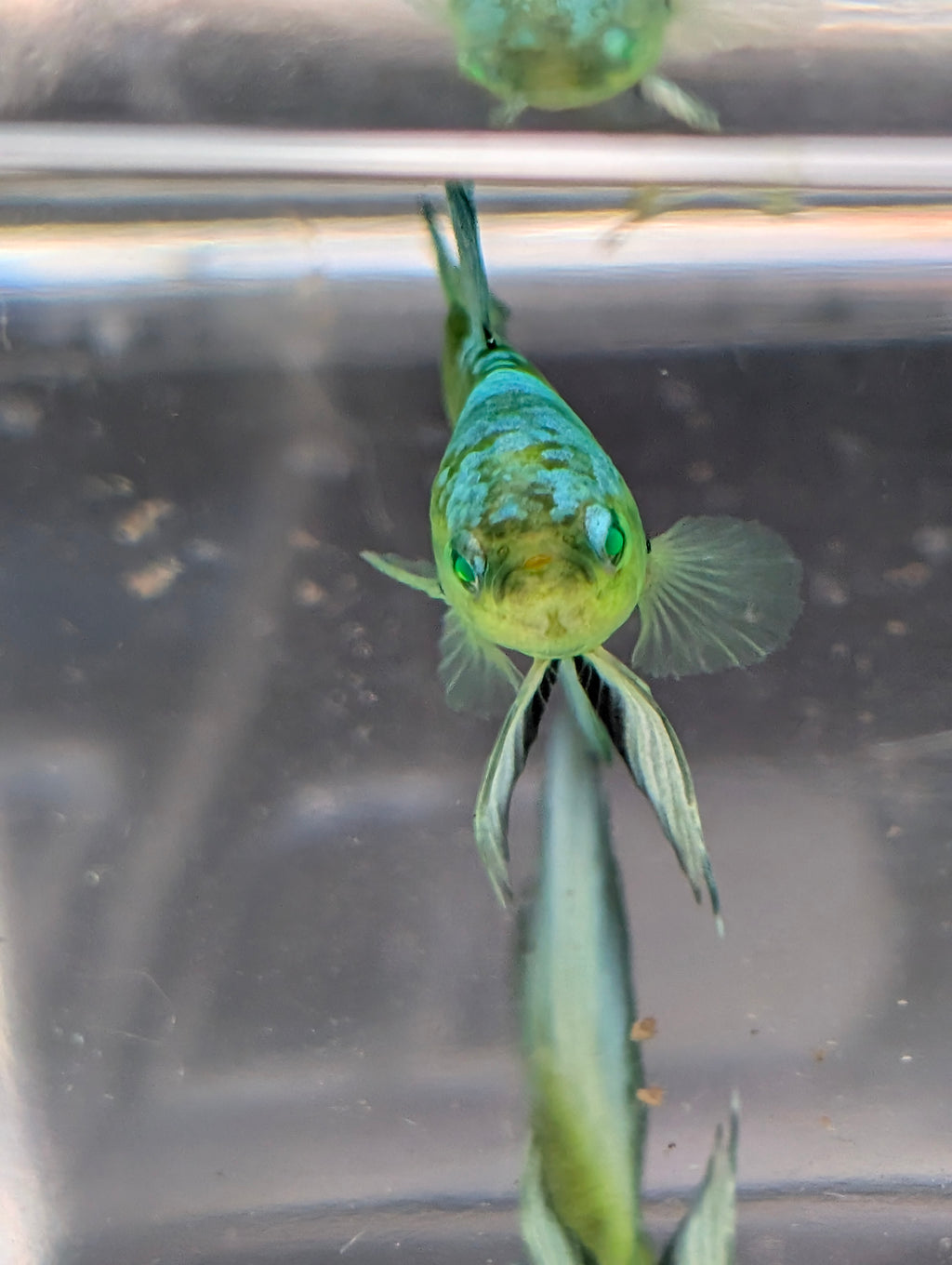 Halfmoon Green / Blue / Black Green Eyed Hulk Betta Male M0016