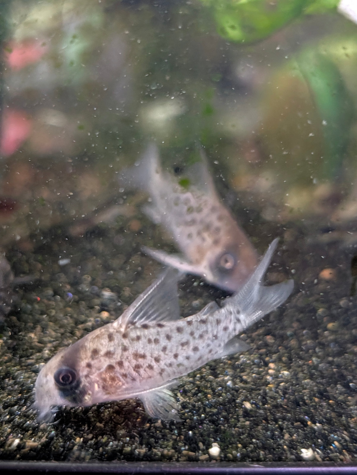 Fairy Spot Corydoras Hoplisoma sp. Atropersonatum