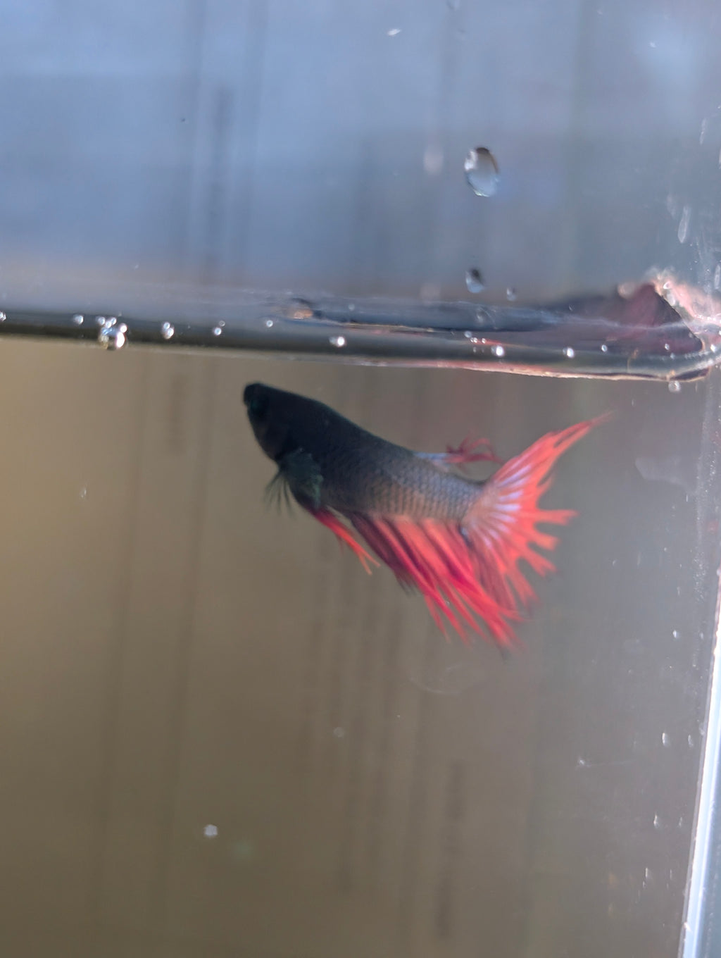 Crown Tail Green Hulk Betta Male M0008