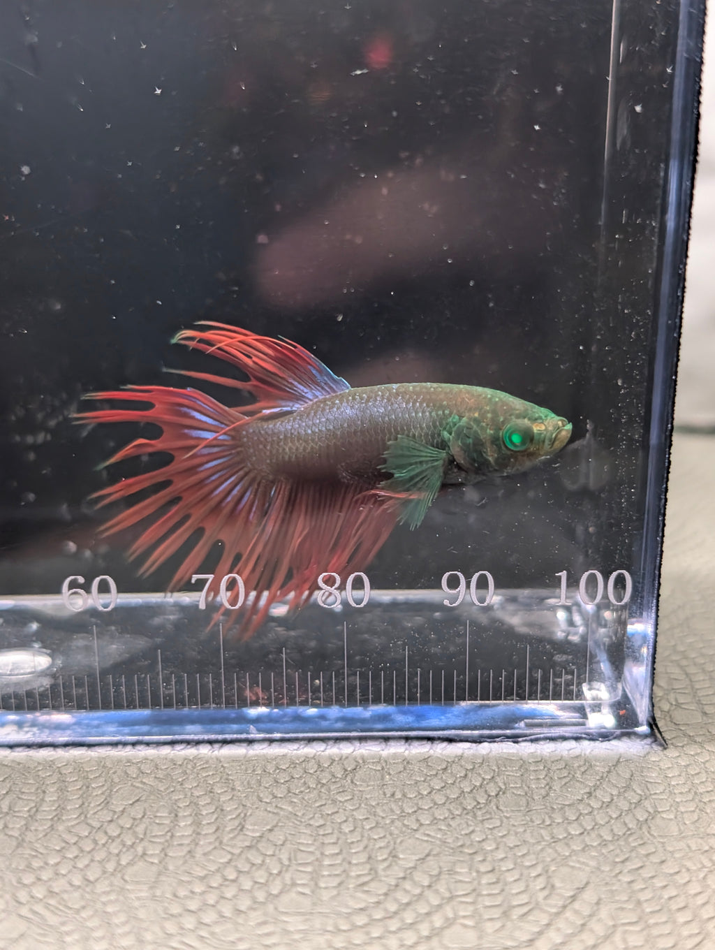 Crown Tail Red and Green Hulk Betta Male M0010