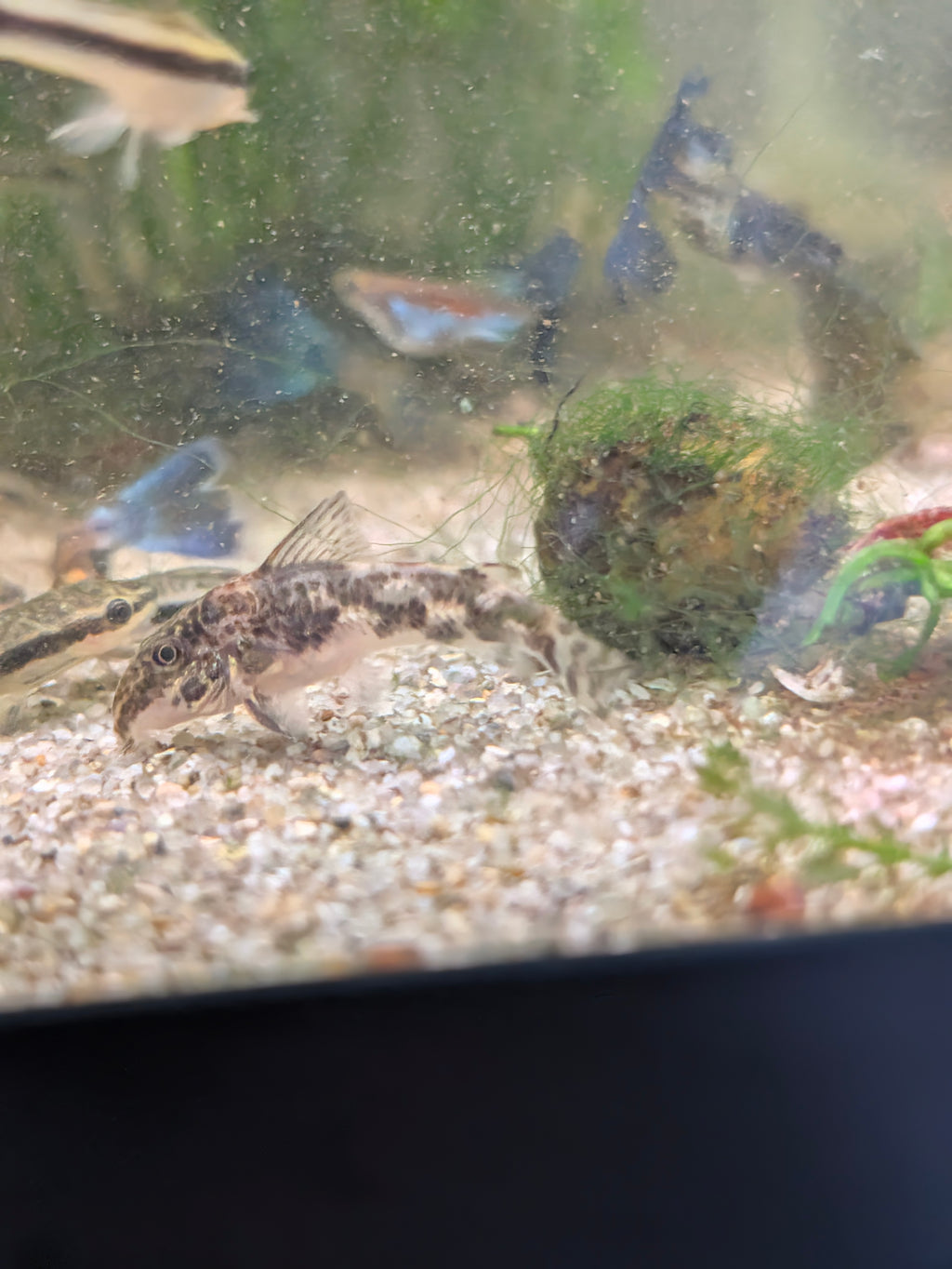 Banded Corydoras Scleromystax sp. Barbatus